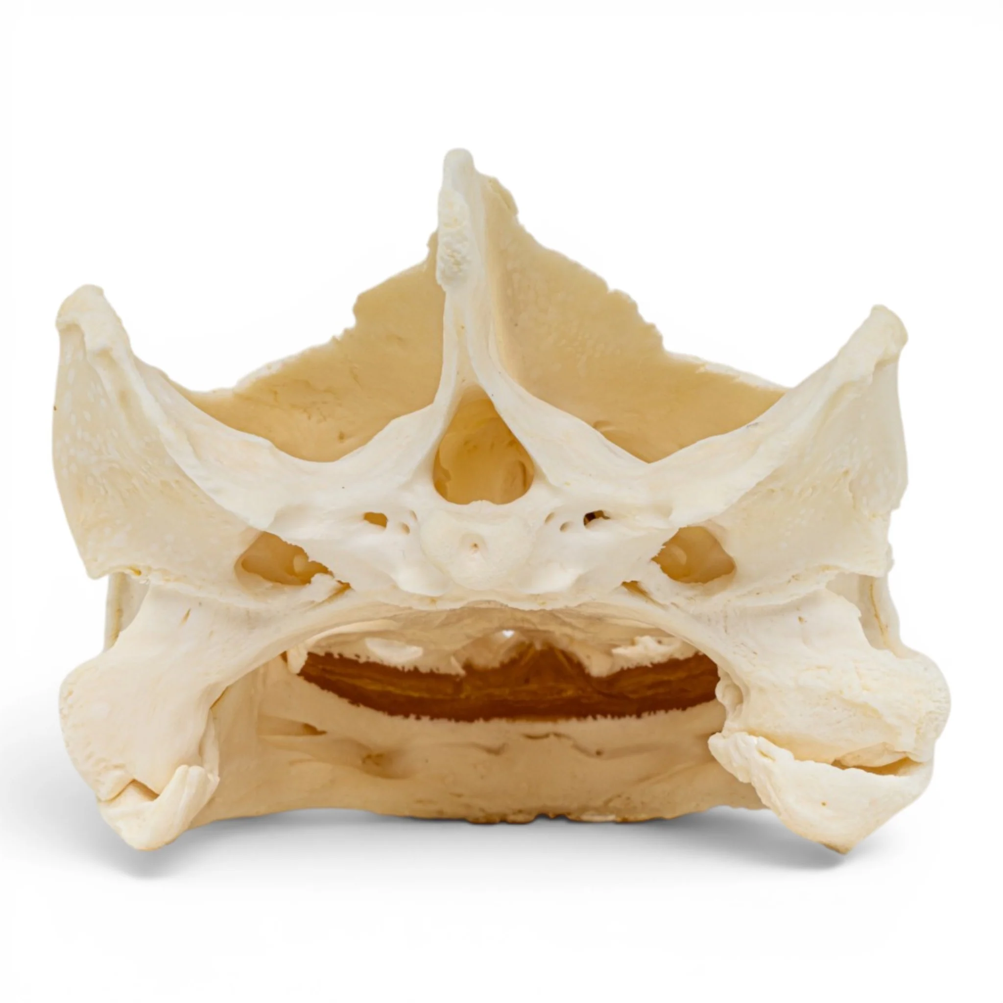 Real Snapping Turtle Skull - Pathology - Image 5