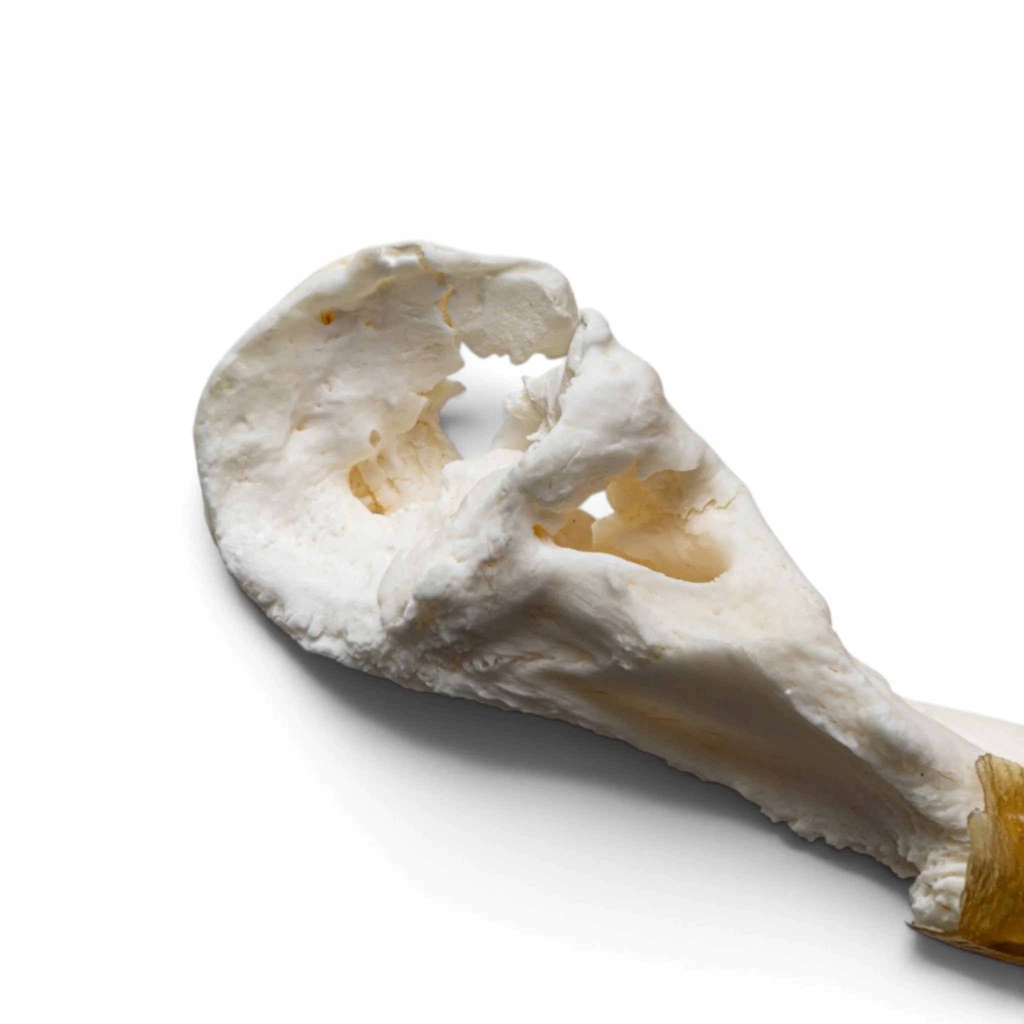 Real Snapping Turtle Skull - Pathology - Image 6