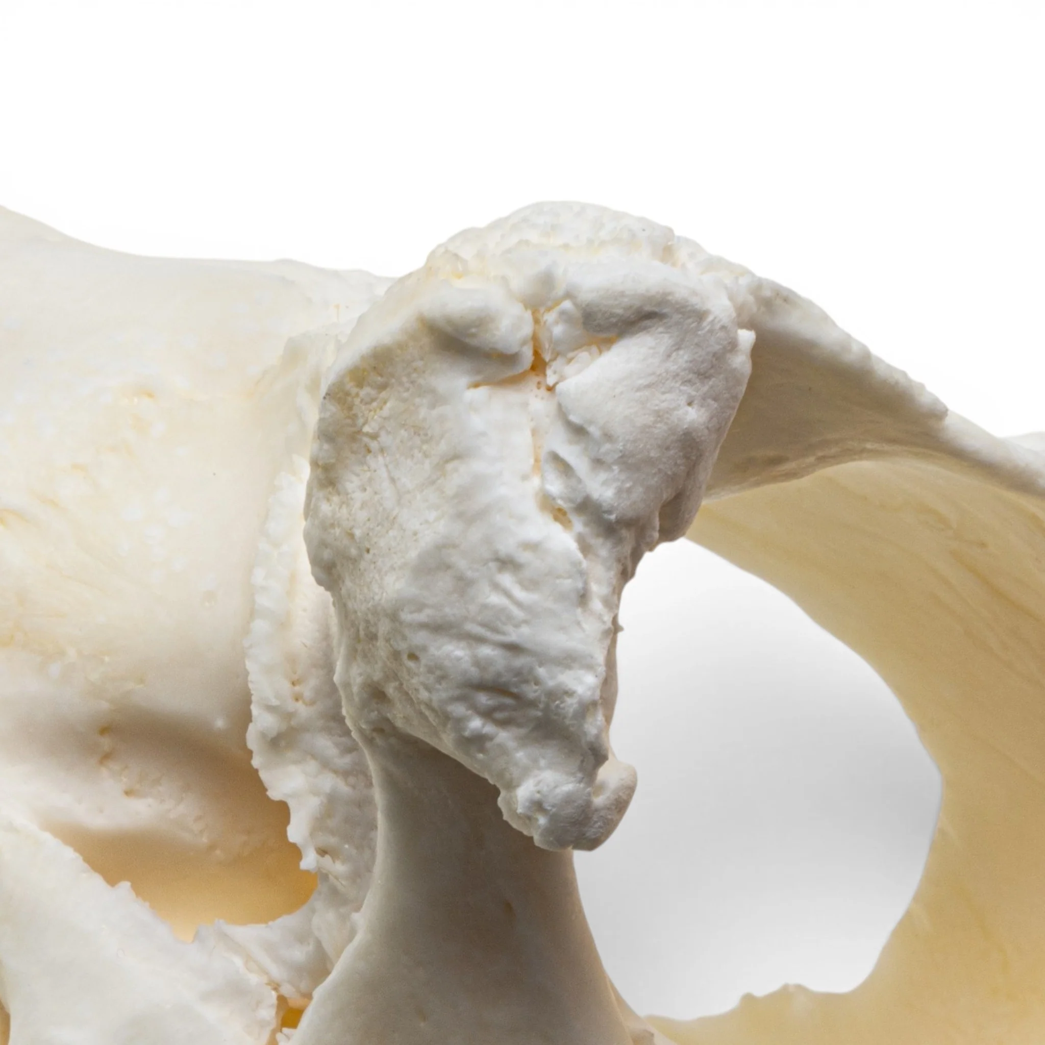 Real Snapping Turtle Skull - Pathology - Image 7