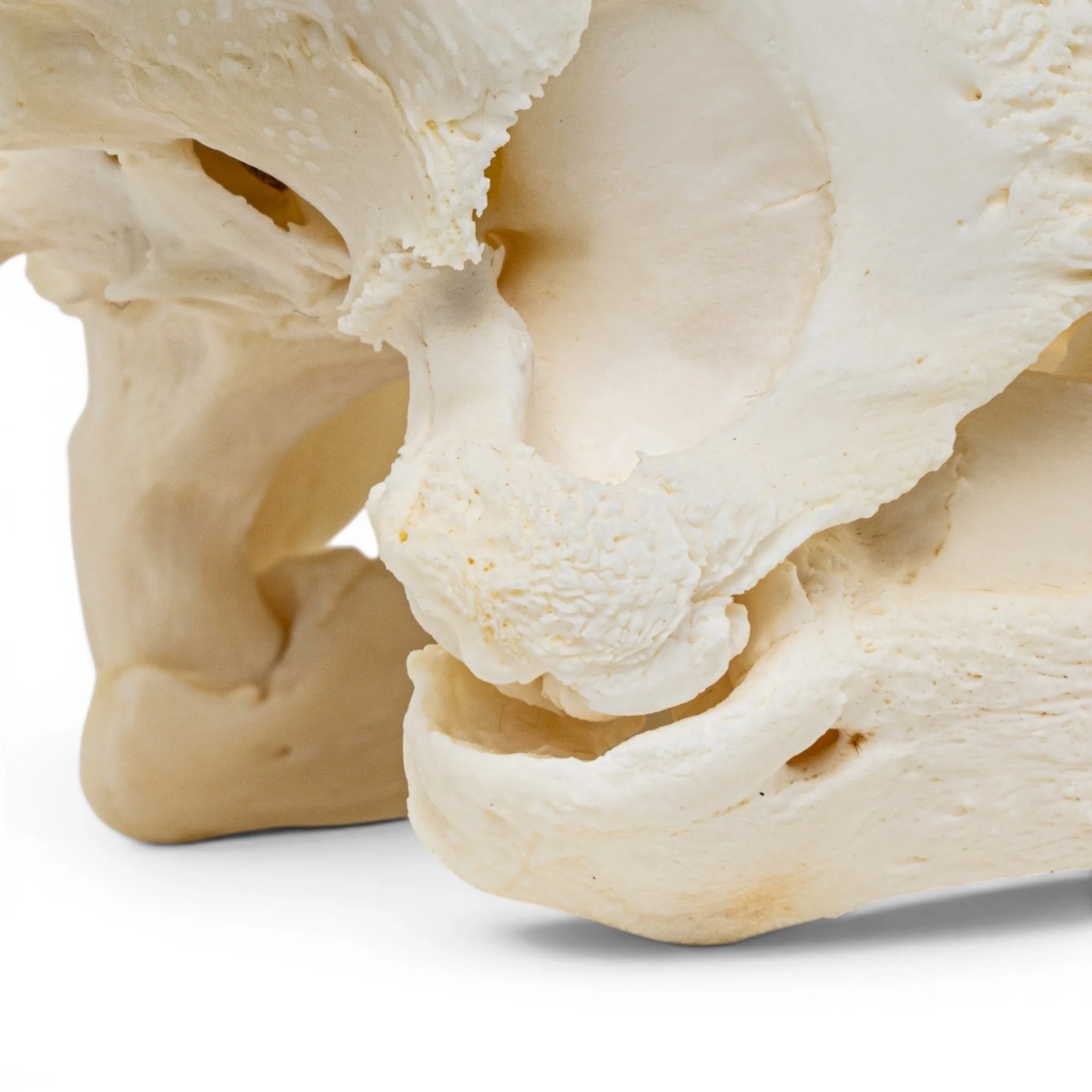 Real Snapping Turtle Skull - Pathology - Image 8