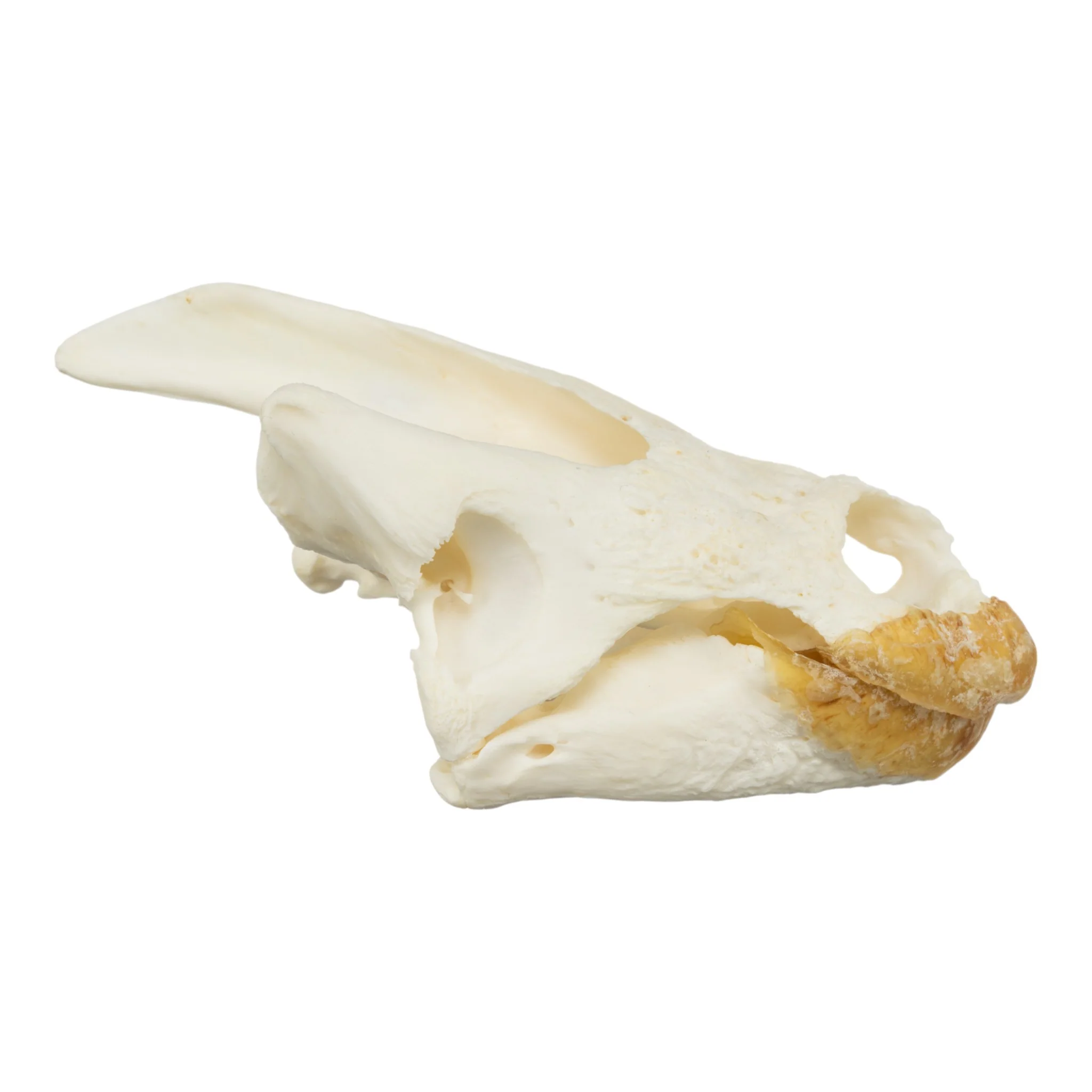 Real Snapping Turtle Skull - Pathology - Image 2