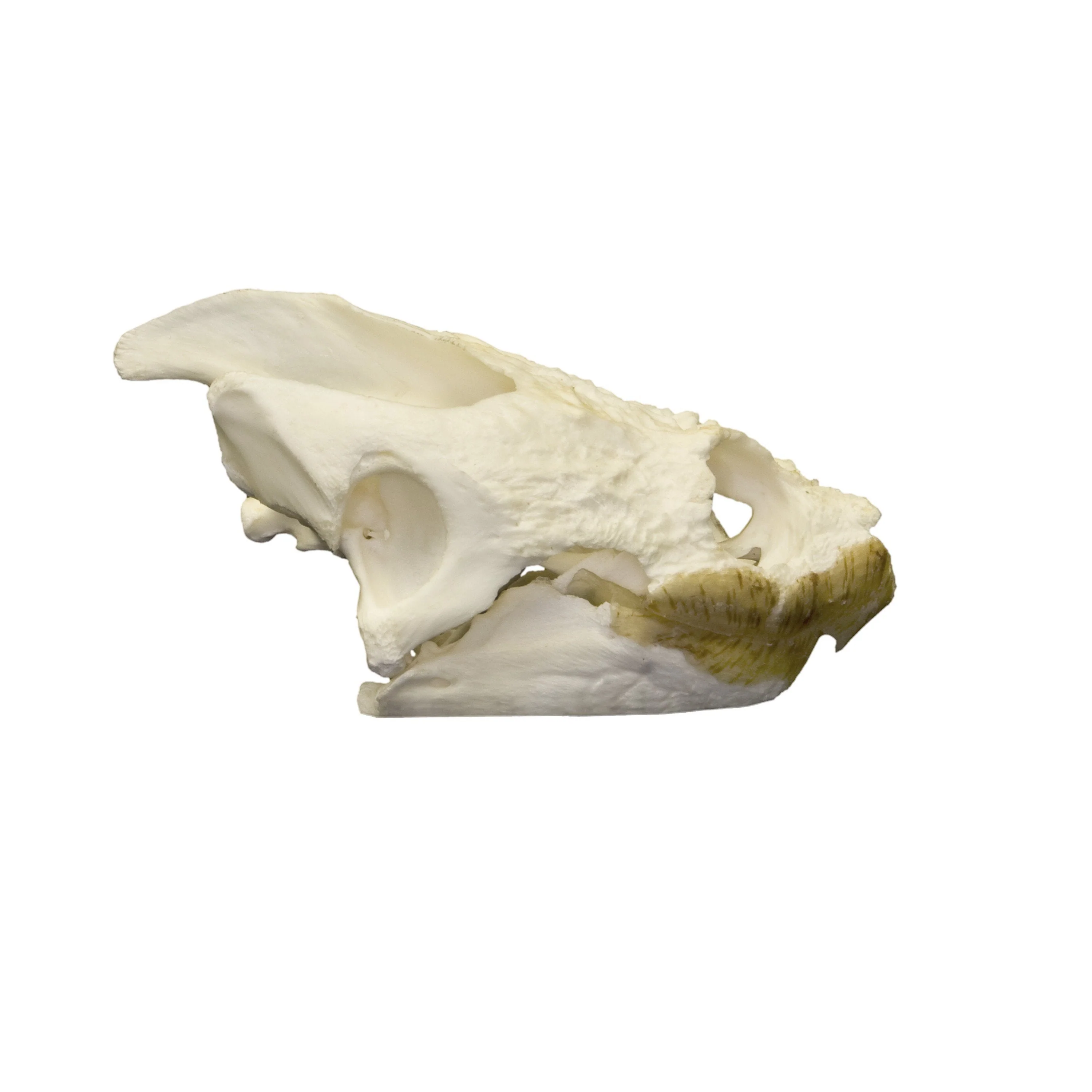 Real Snapping Turtle Skull - Image 2