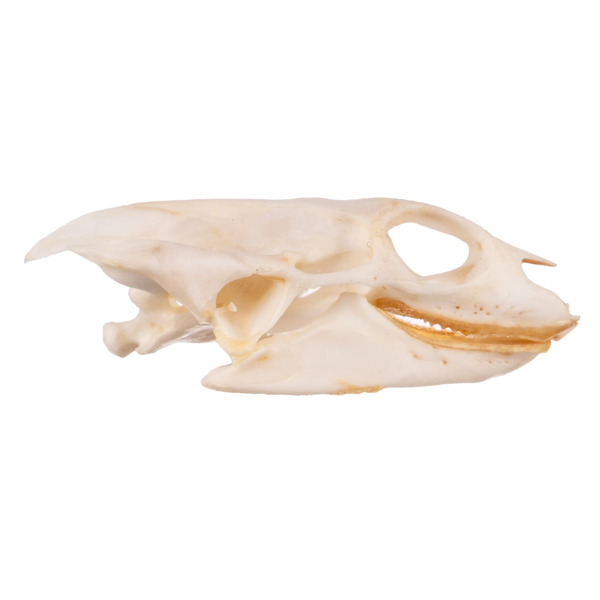 Real Softshell Turtle Skull - Image 2