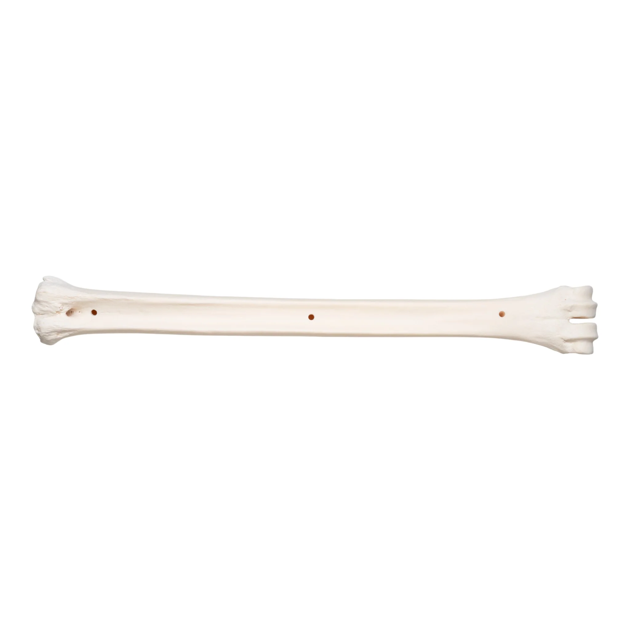 Real Southern Giraffe Cannon Bone - Image 2