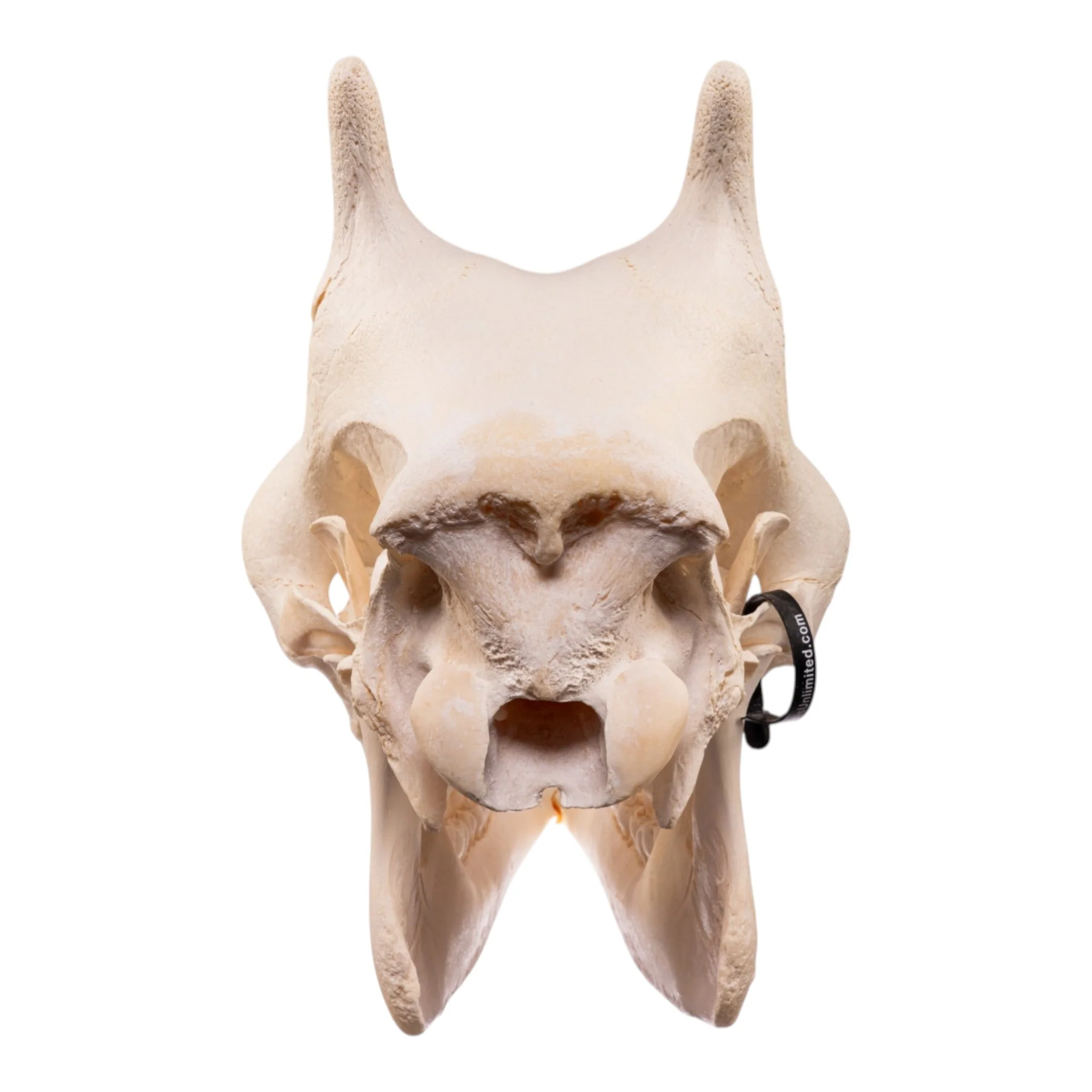 Real Southern Giraffe Skull - Female - Image 3