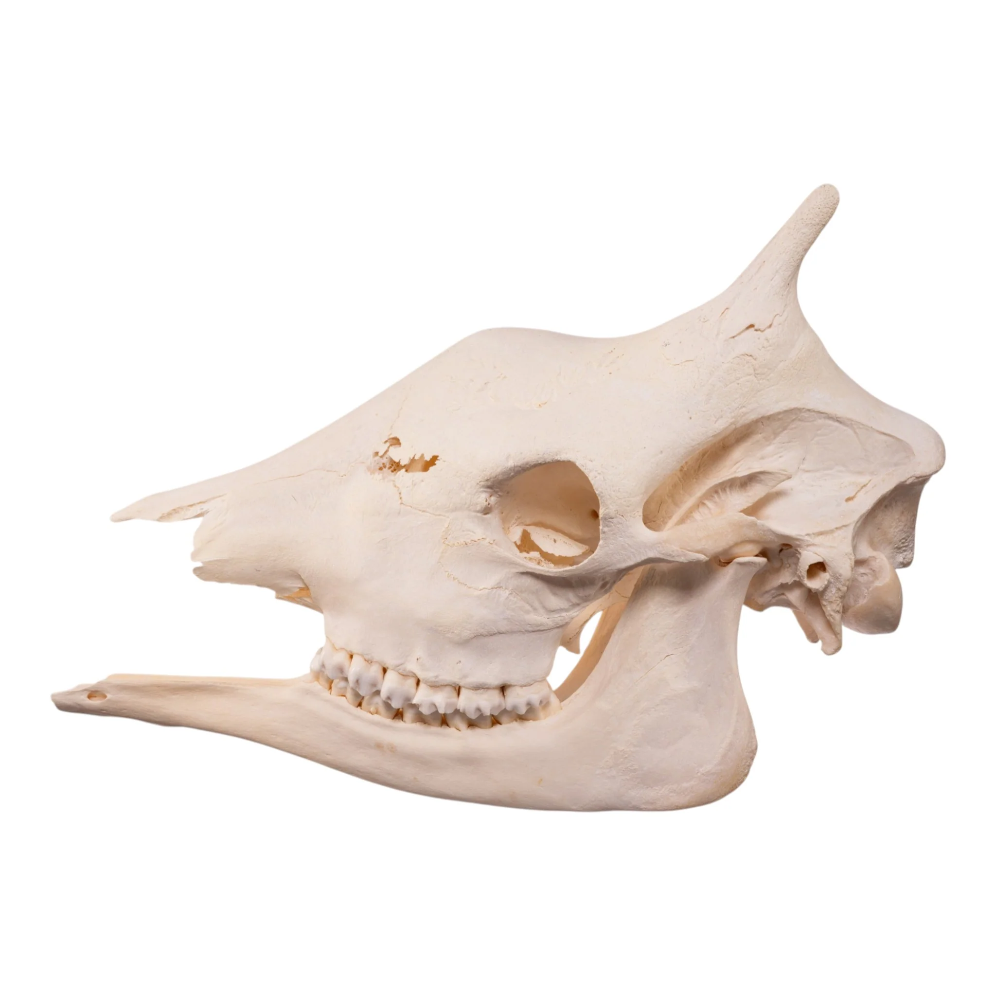 Real Southern Giraffe Skull - Female - Image 4