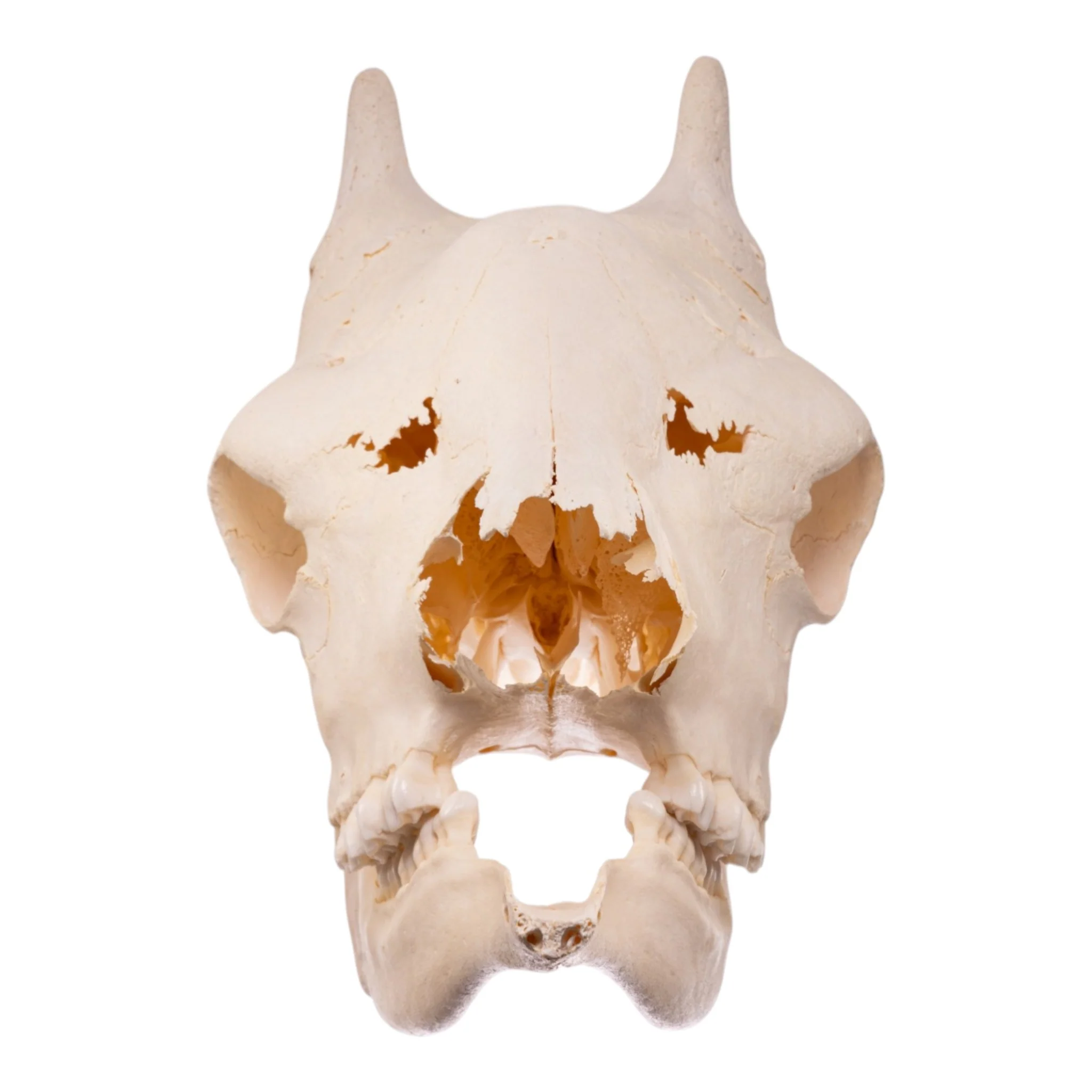 Real Southern Giraffe Skull - Female - Image 5