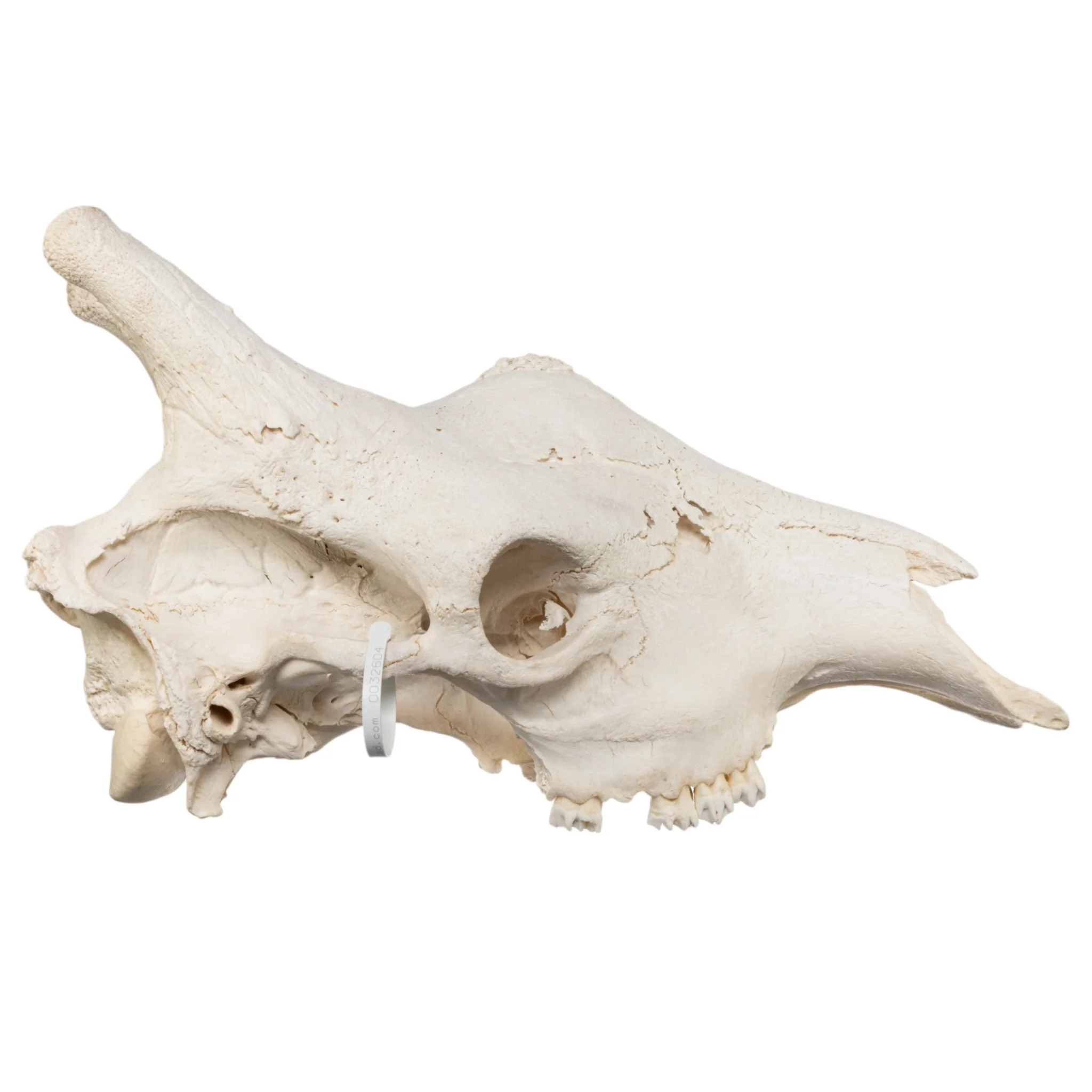 Real Southern Giraffe Skull - Male, No Mandible - Image 2
