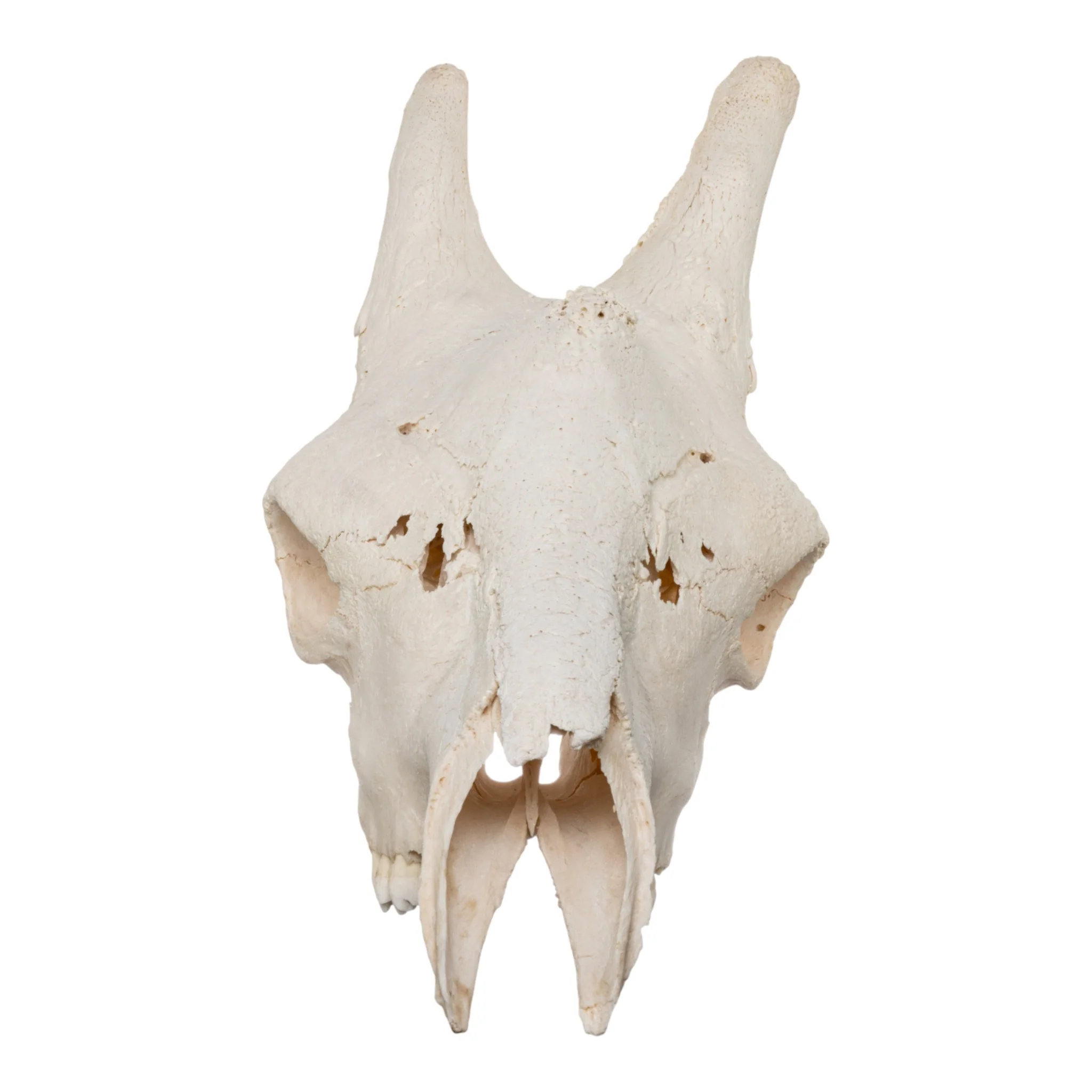 Real Southern Giraffe Skull - Male, No Mandible - Image 3