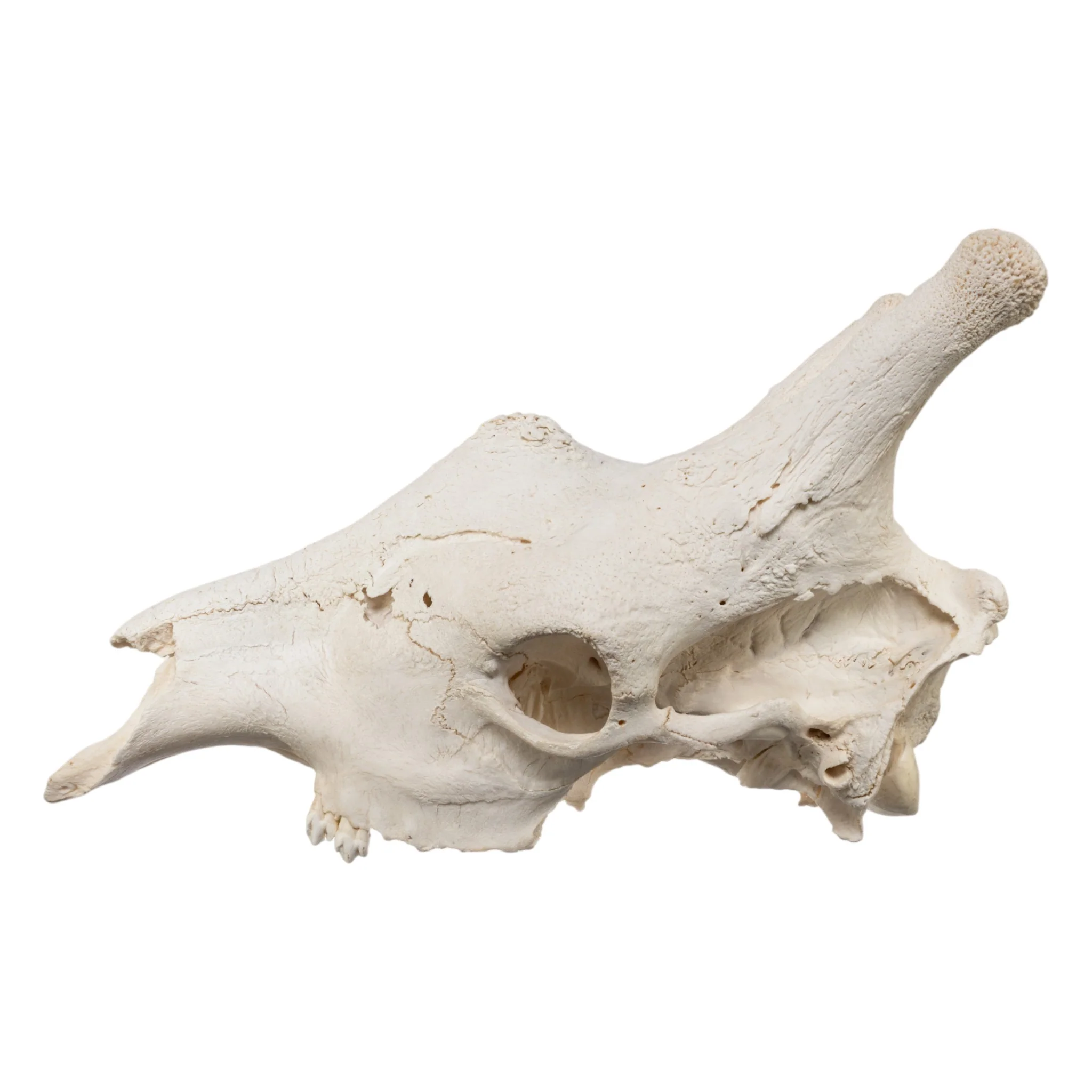 Real Southern Giraffe Skull - Male, No Mandible - Image 4