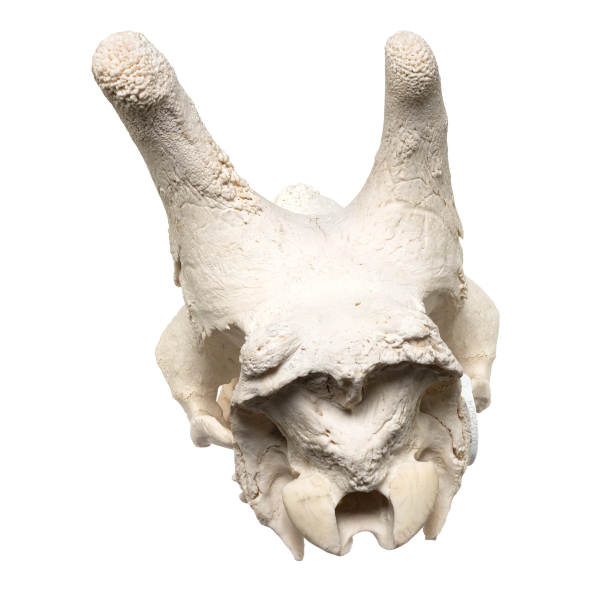 Real Southern Giraffe Skull - Male, No Mandible - Image 5
