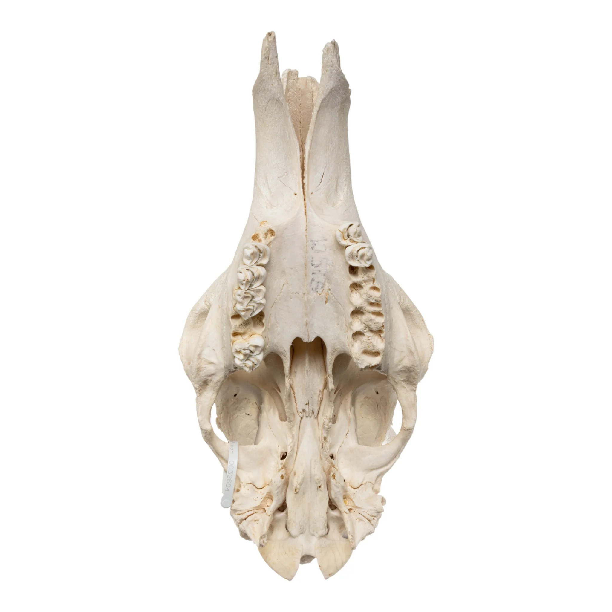 Real Southern Giraffe Skull - Male, No Mandible - Image 6