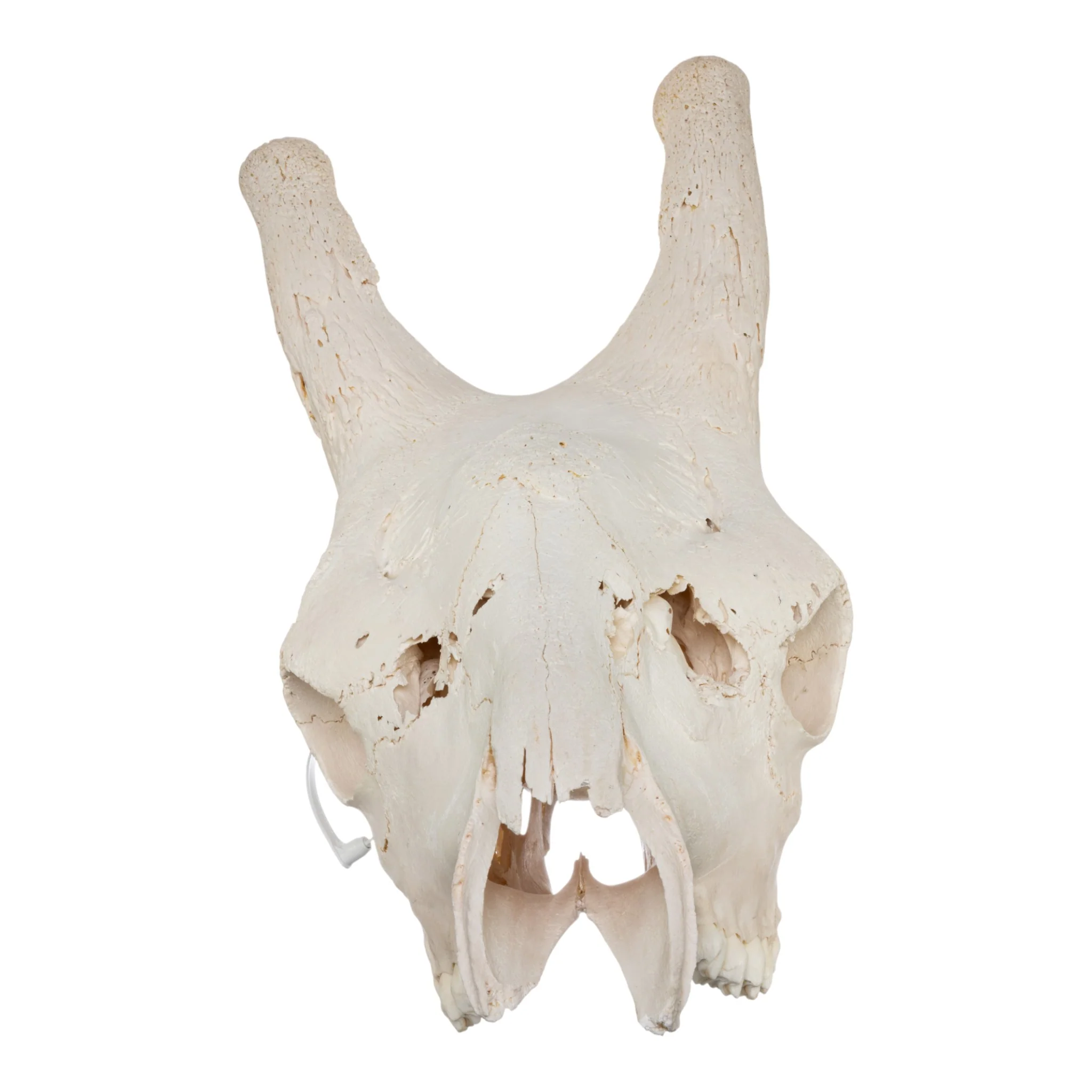 Real Southern Giraffe Skull - Male, No Mandible - Image 3