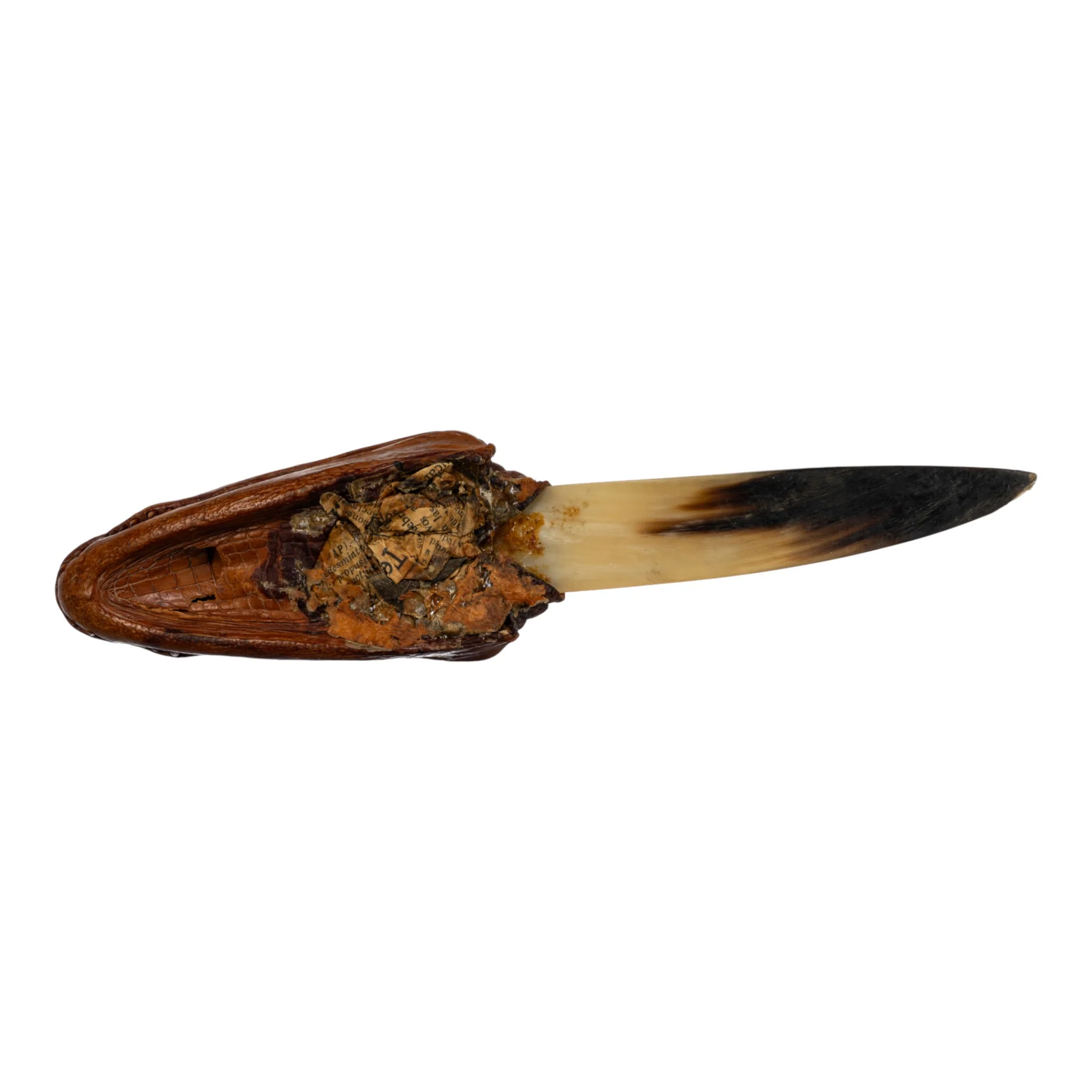 Real Spectacled Caiman Taxidermy Letter Opener - Image 4