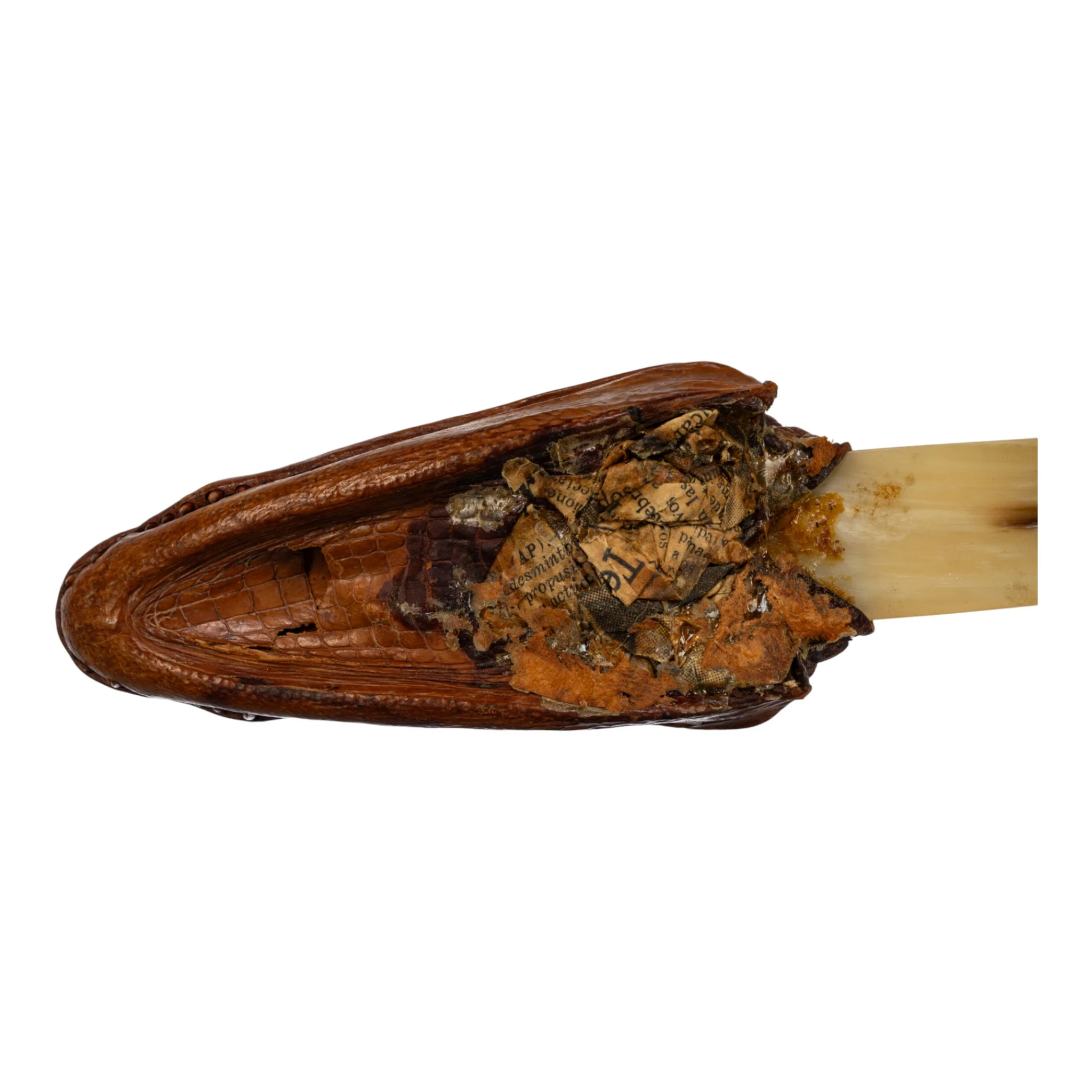 Real Spectacled Caiman Taxidermy Letter Opener - Image 5