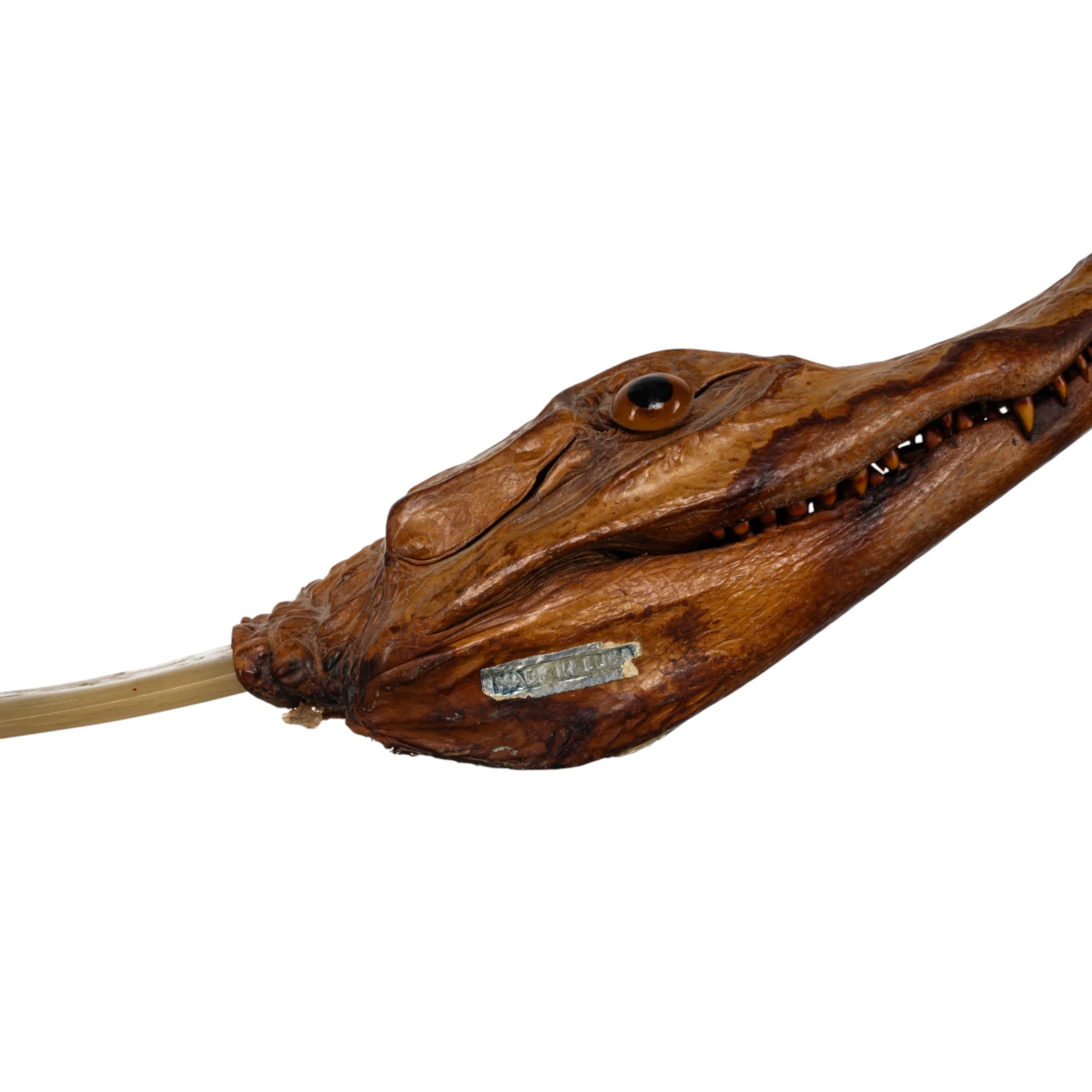 Real Spectacled Caiman Taxidermy Letter Opener - Image 6