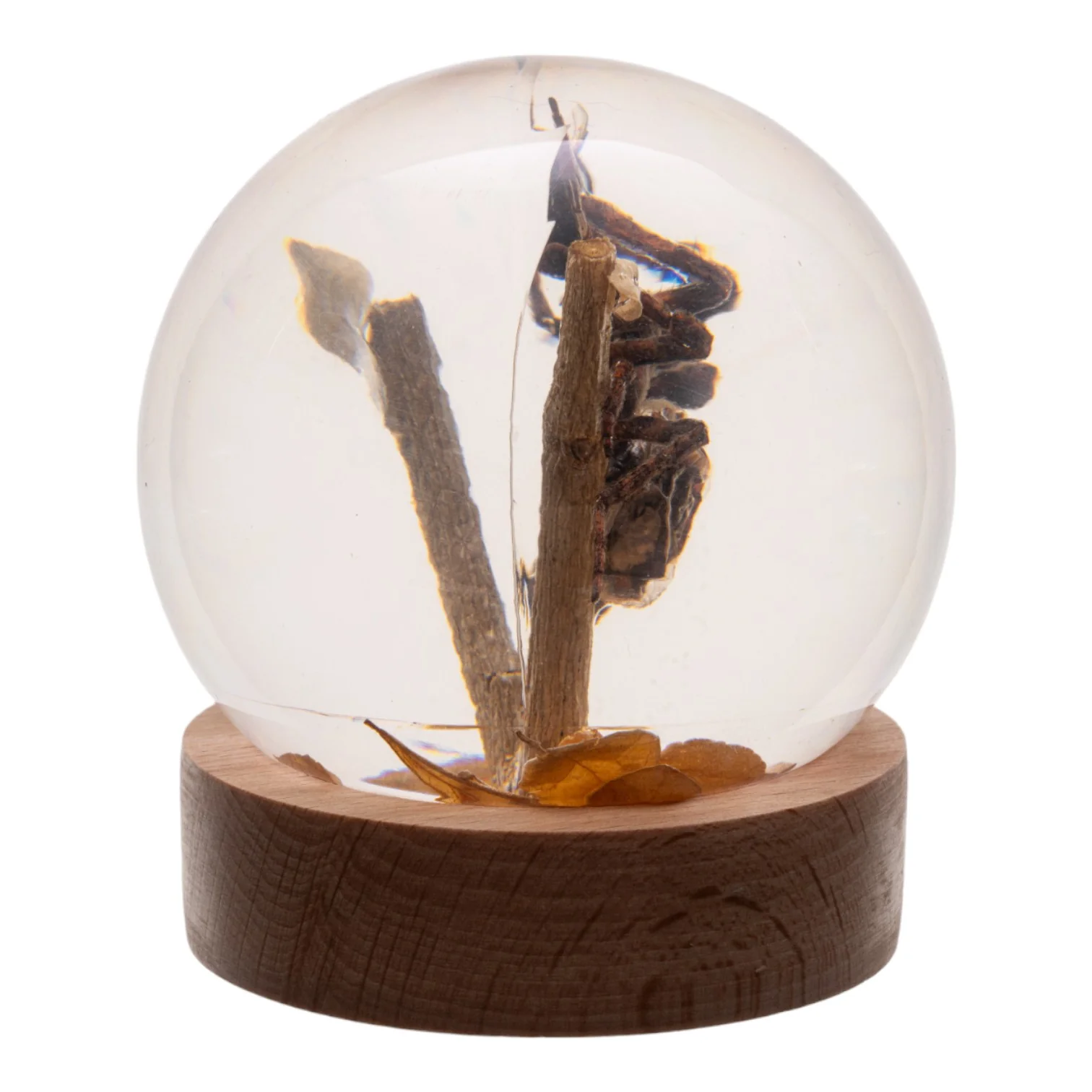 Real Spider and Fly in Acrylic Globe - Image 2