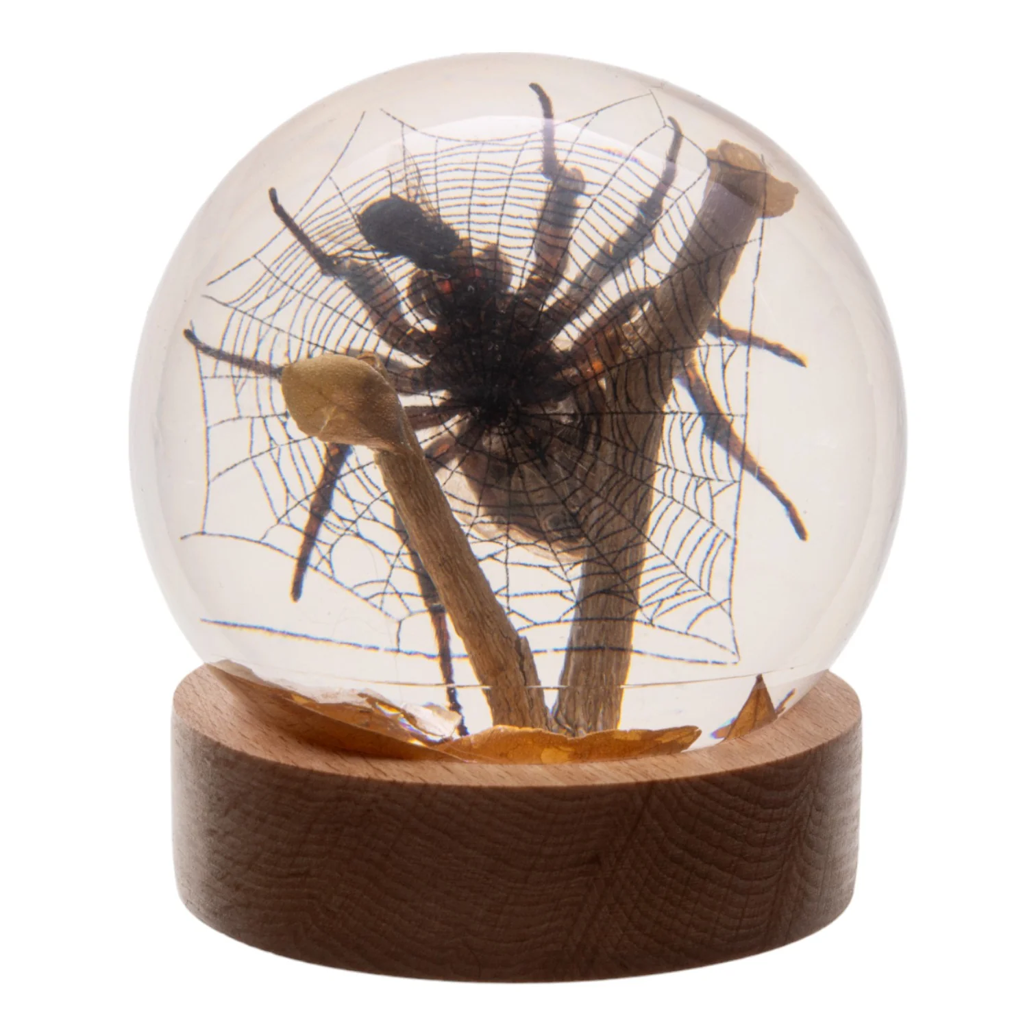 Real Spider and Fly in Acrylic Globe - Image 3
