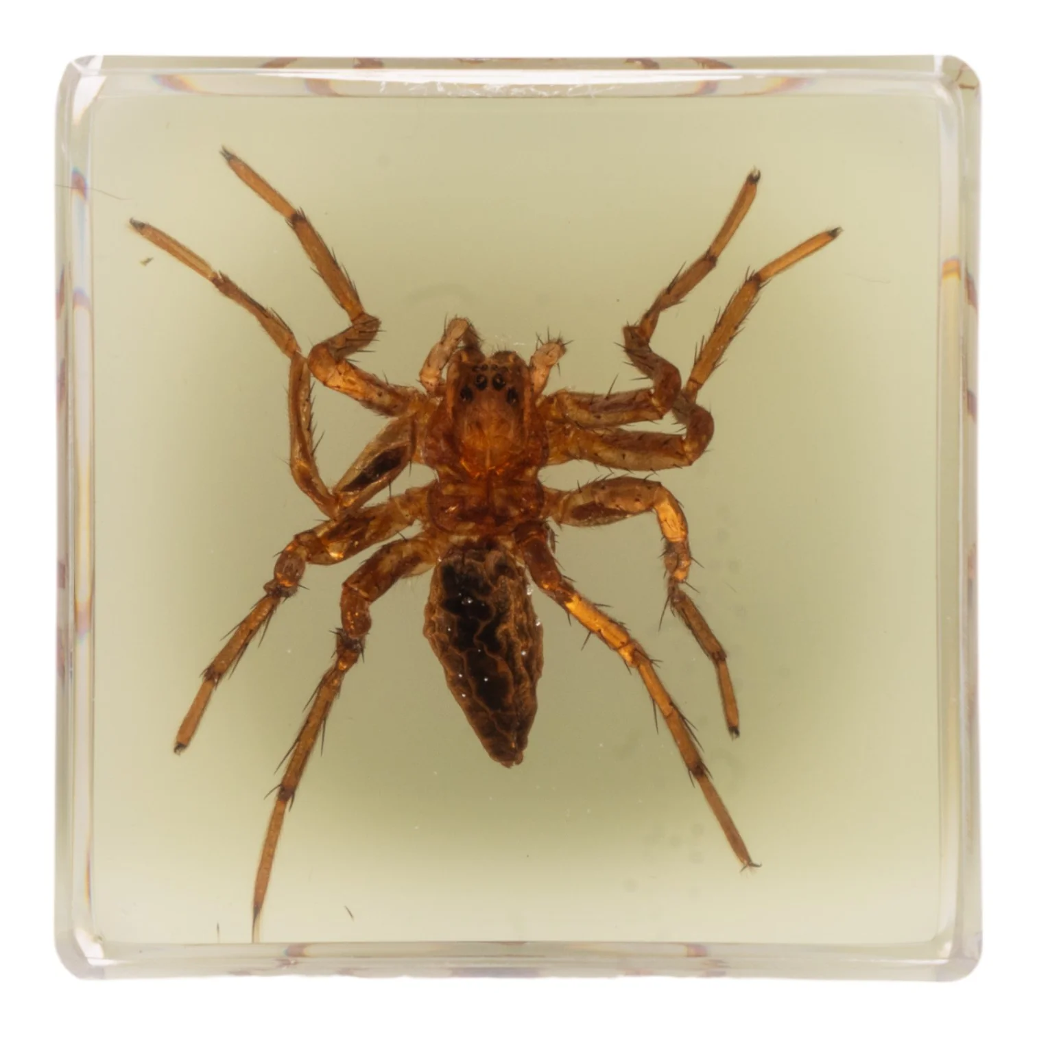 Real Spider in Acrylic Cube Magnet - Glow - Image 2