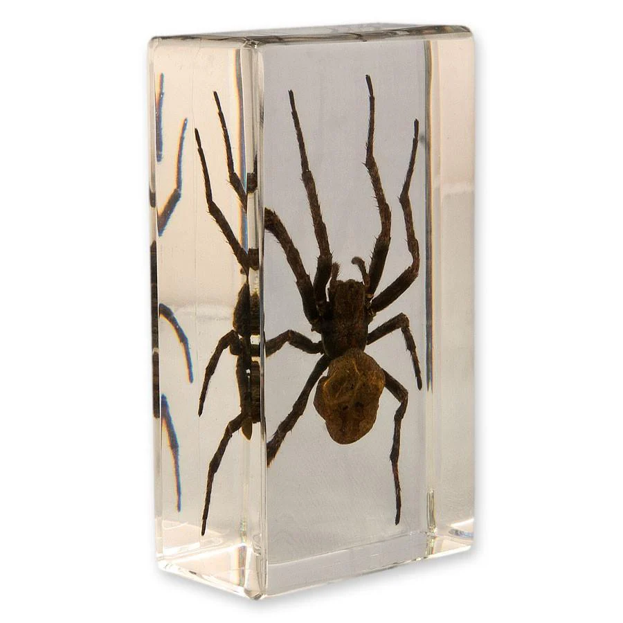 Real Spider in Acrylic Paperweight - Image 2