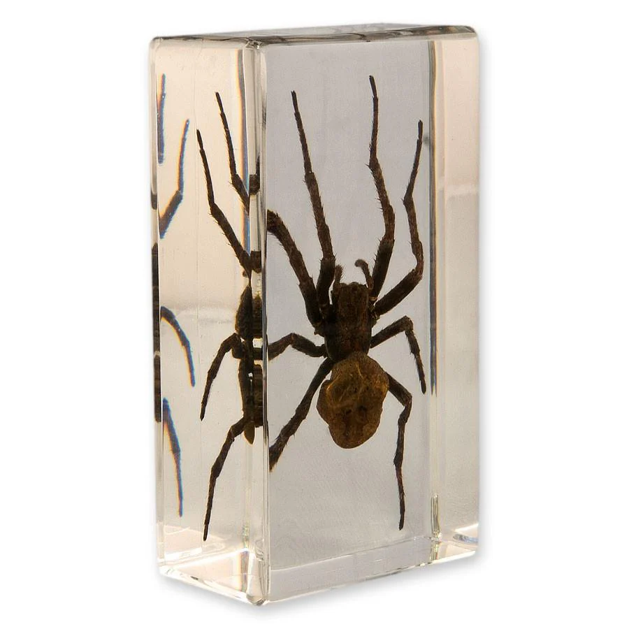 Real Spider in Acrylic Paperweight - Image 3
