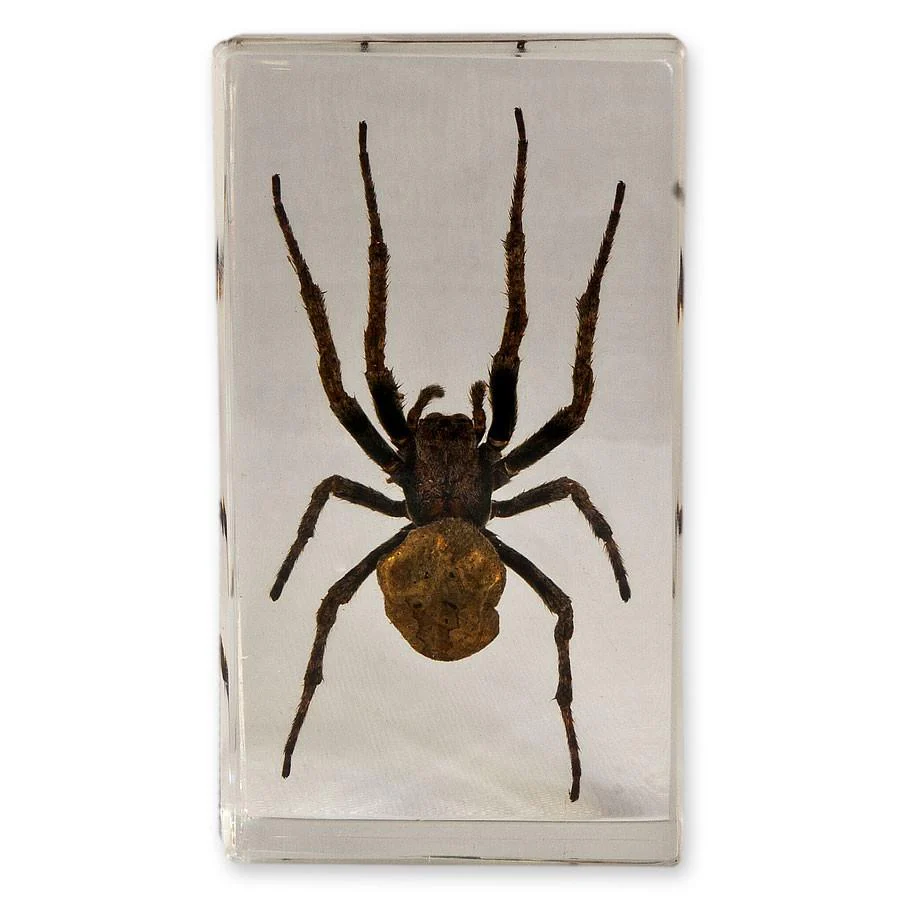 Real Spider in Acrylic Paperweight - Image 4