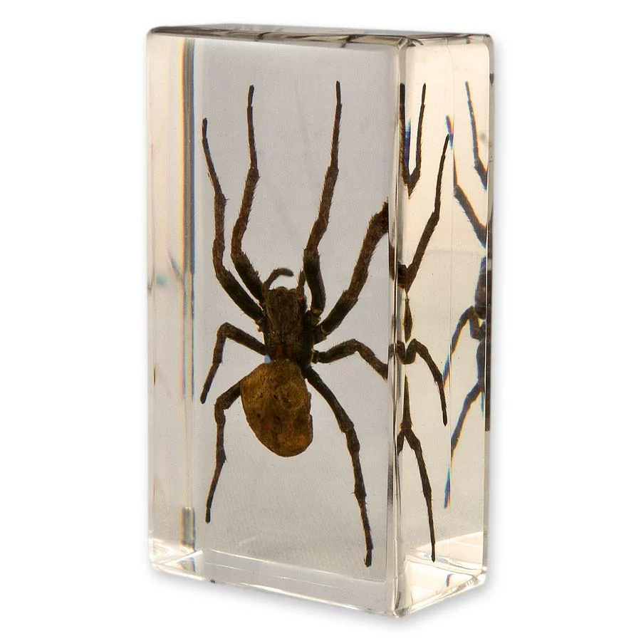 Real Spider in Acrylic Paperweight - Image 6