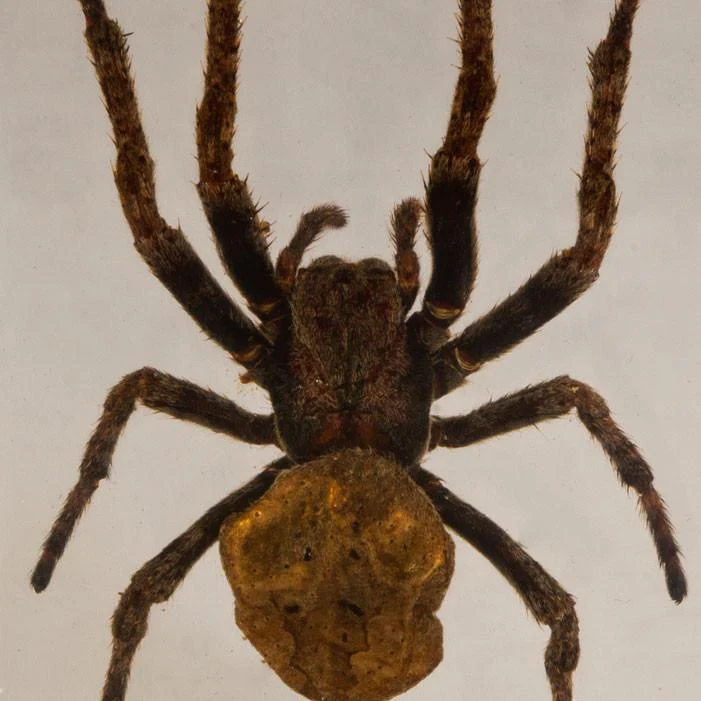Real Spider in Acrylic Paperweight - Image 7