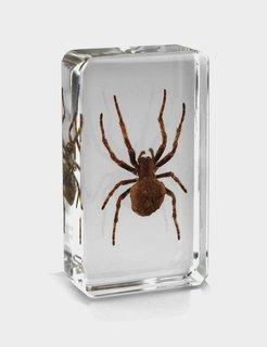 Real Spider in Acrylic Paperweight - Image 8