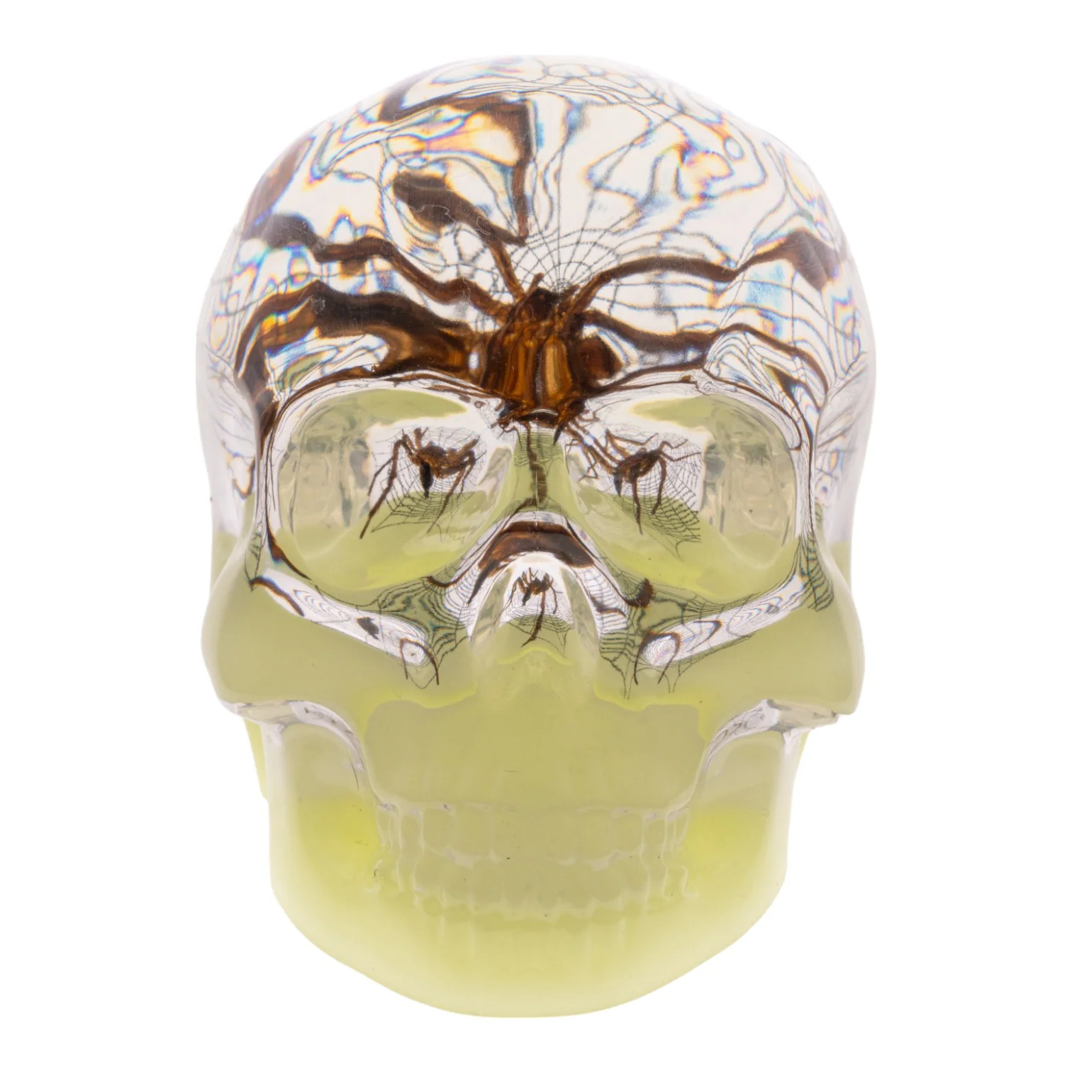 Real Spider and Web in Acrylic Skull - Glow - Image 3