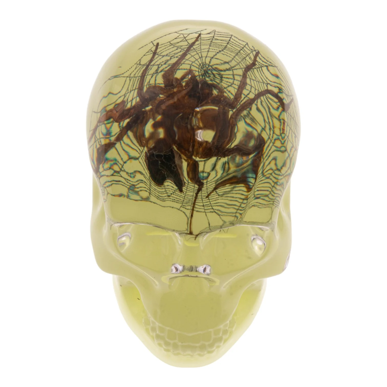 Real Spider and Web in Acrylic Skull - Glow - Image 5