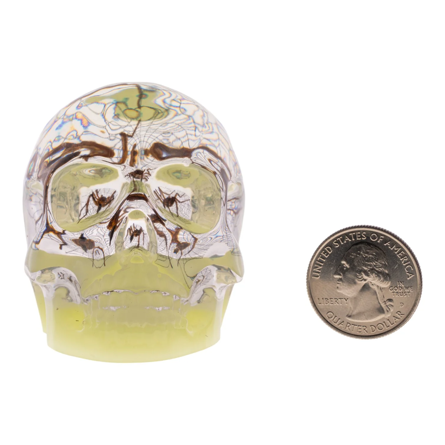 Real Spider and Web in Acrylic Skull - Glow - Image 6