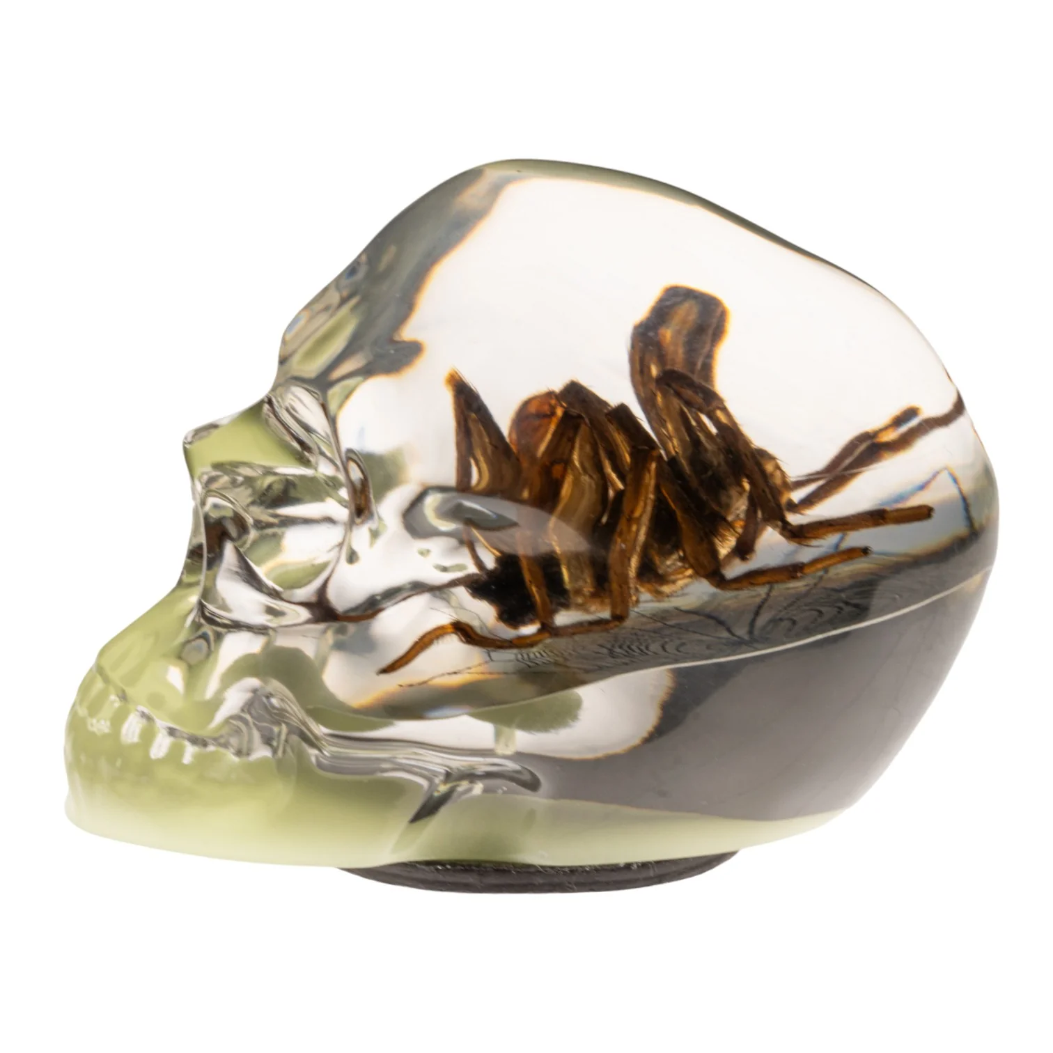 Real Spider and Web in Acrylic Skull Magnet - Glow - Image 4