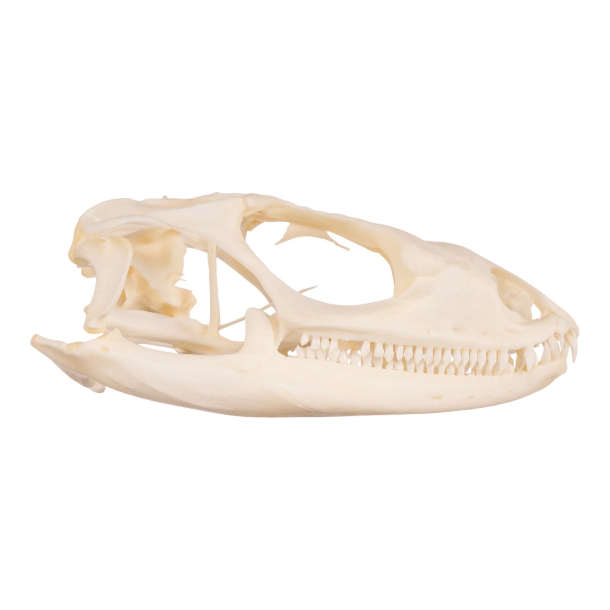 Real Spiny-tailed Iguana Skull - Image 2