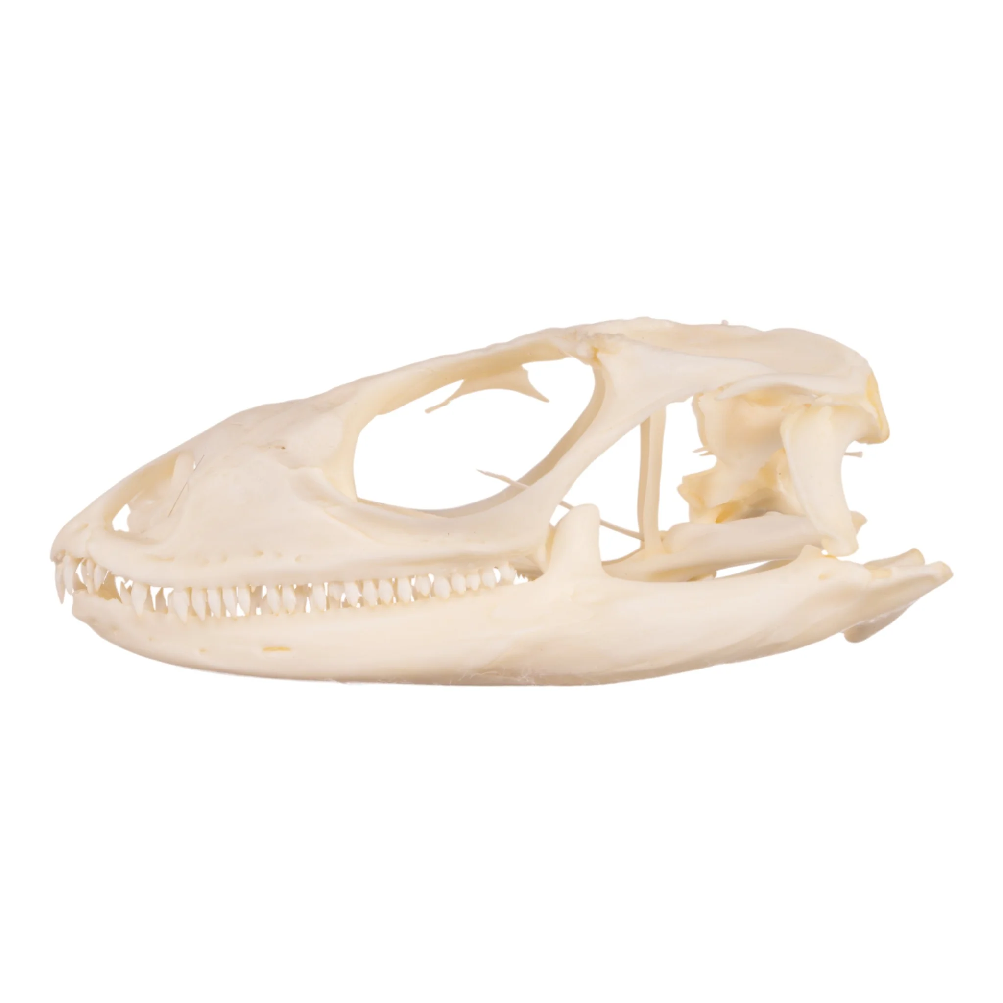 Real Spiny-tailed Iguana Skull - Image 4