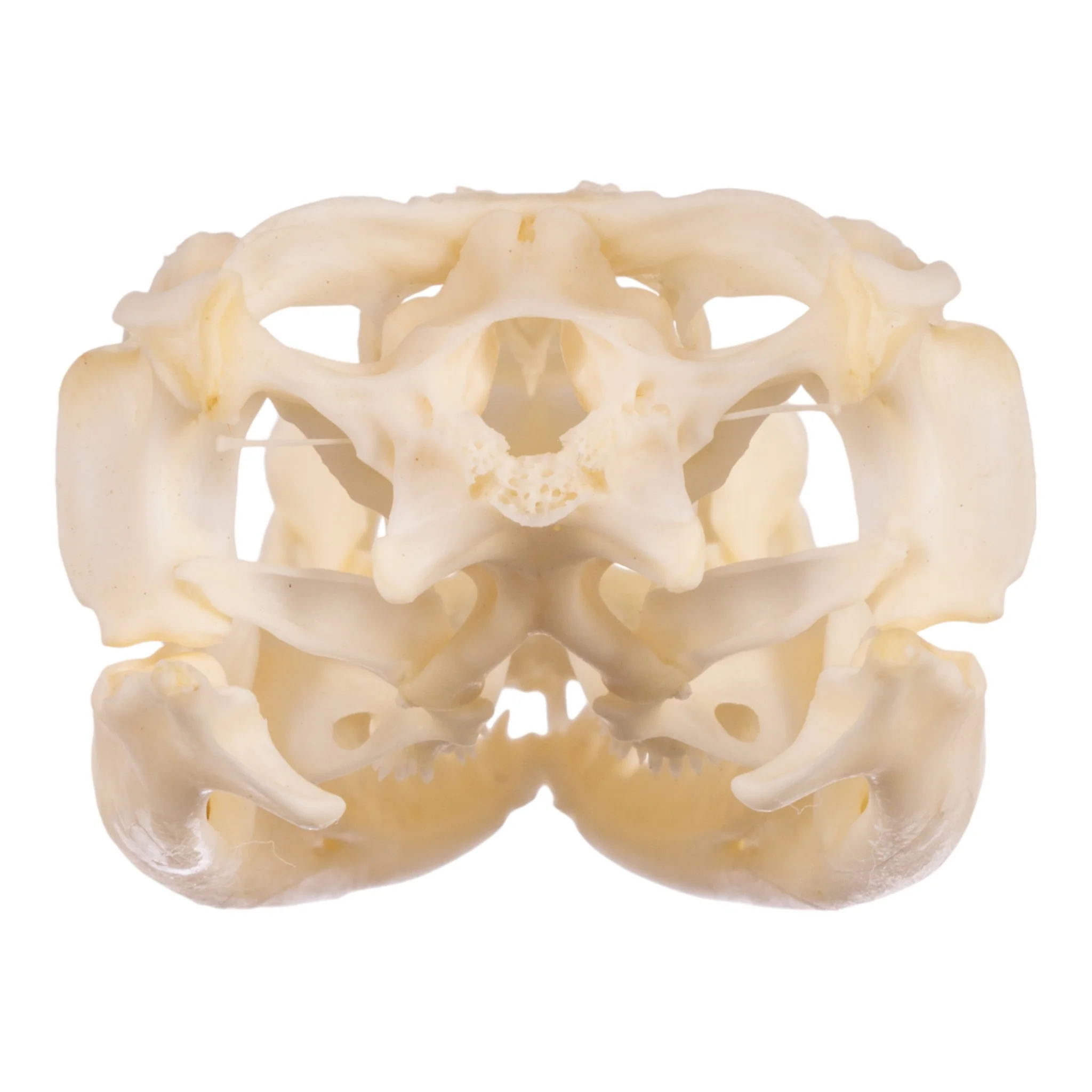 Real Spiny-tailed Iguana Skull - Image 5