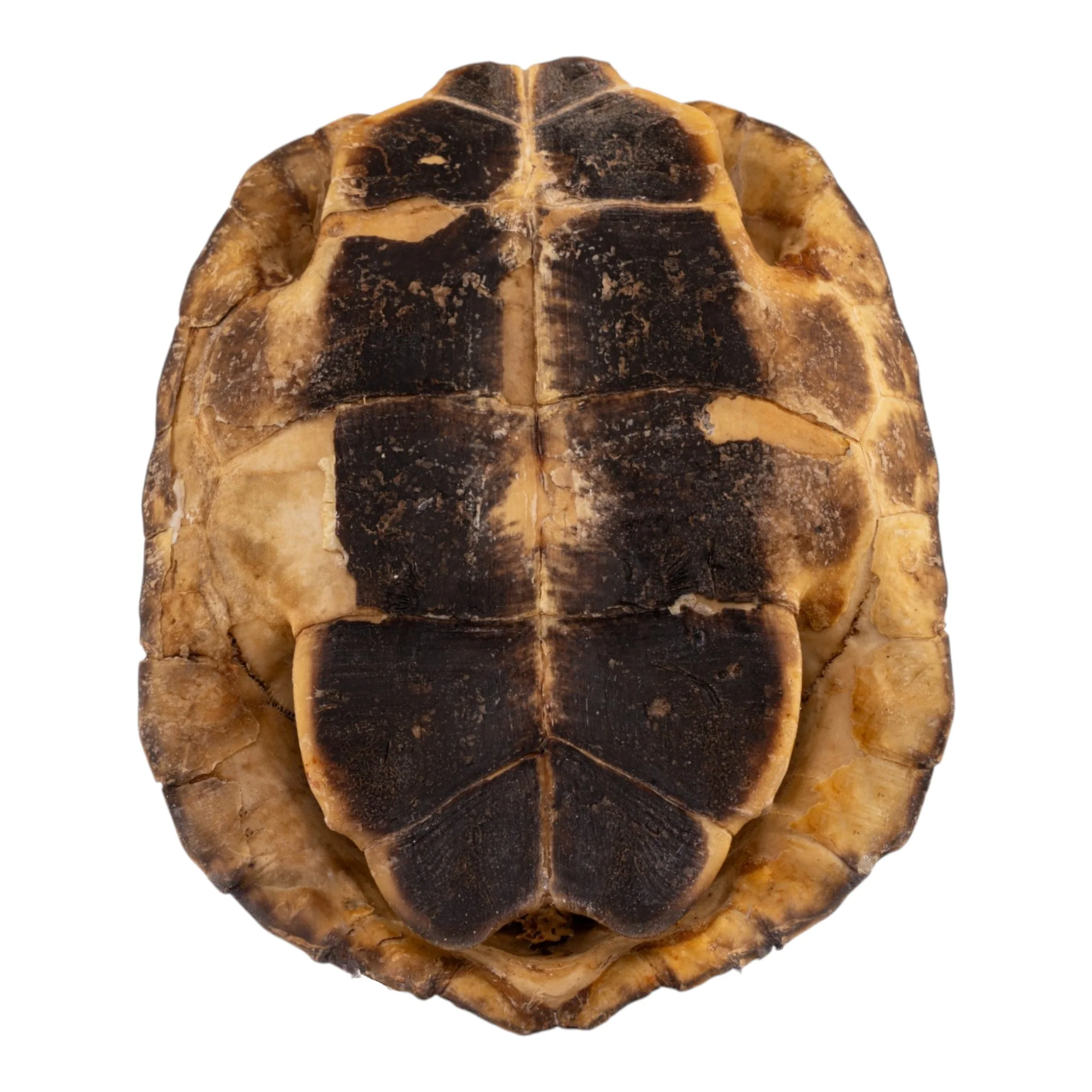 Real Spot-legged Wood Turtle Skull and Shell - Image 3