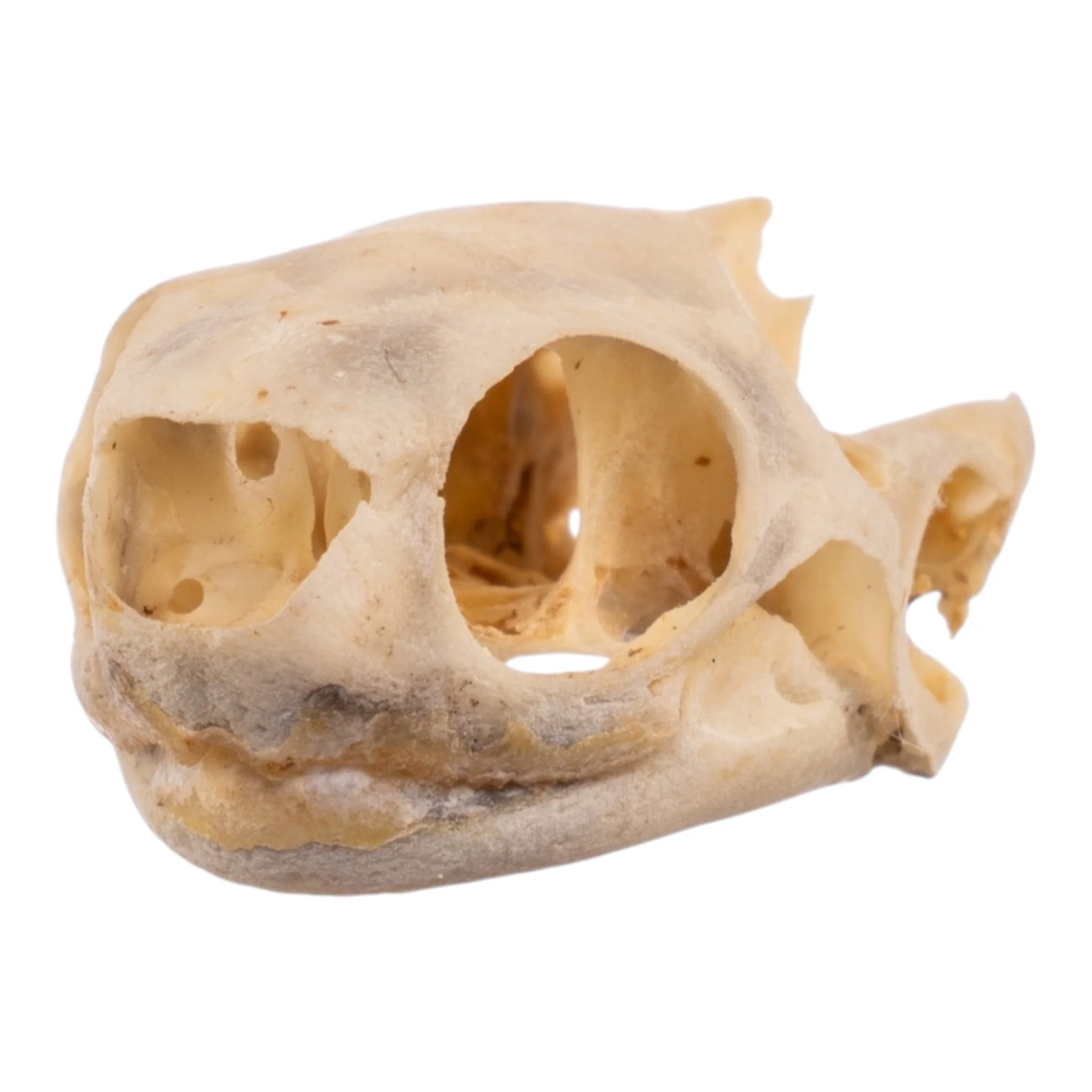 Real Spot-legged Wood Turtle Skull and Shell - Image 4