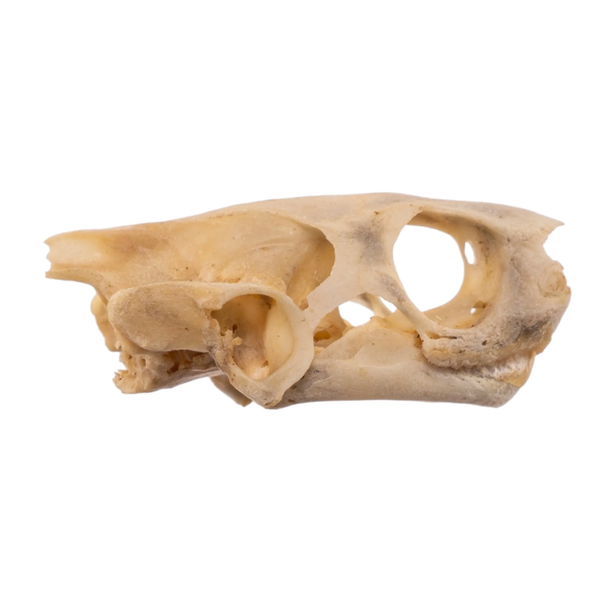Real Spot-legged Wood Turtle Skull and Shell - Image 5