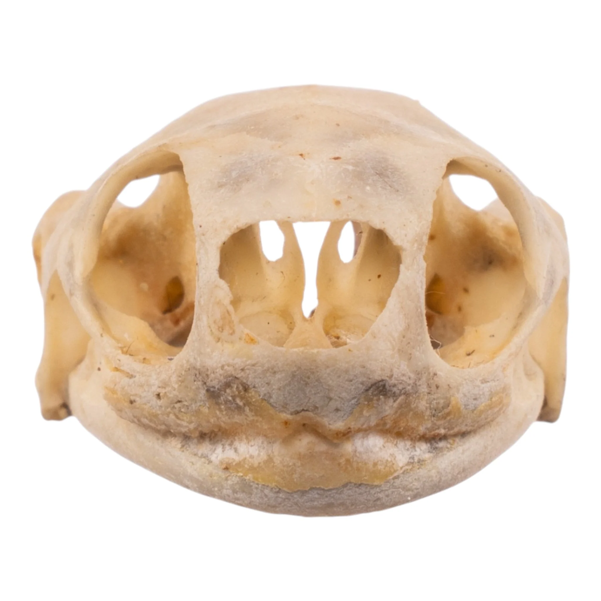 Real Spot-legged Wood Turtle Skull and Shell - Image 6