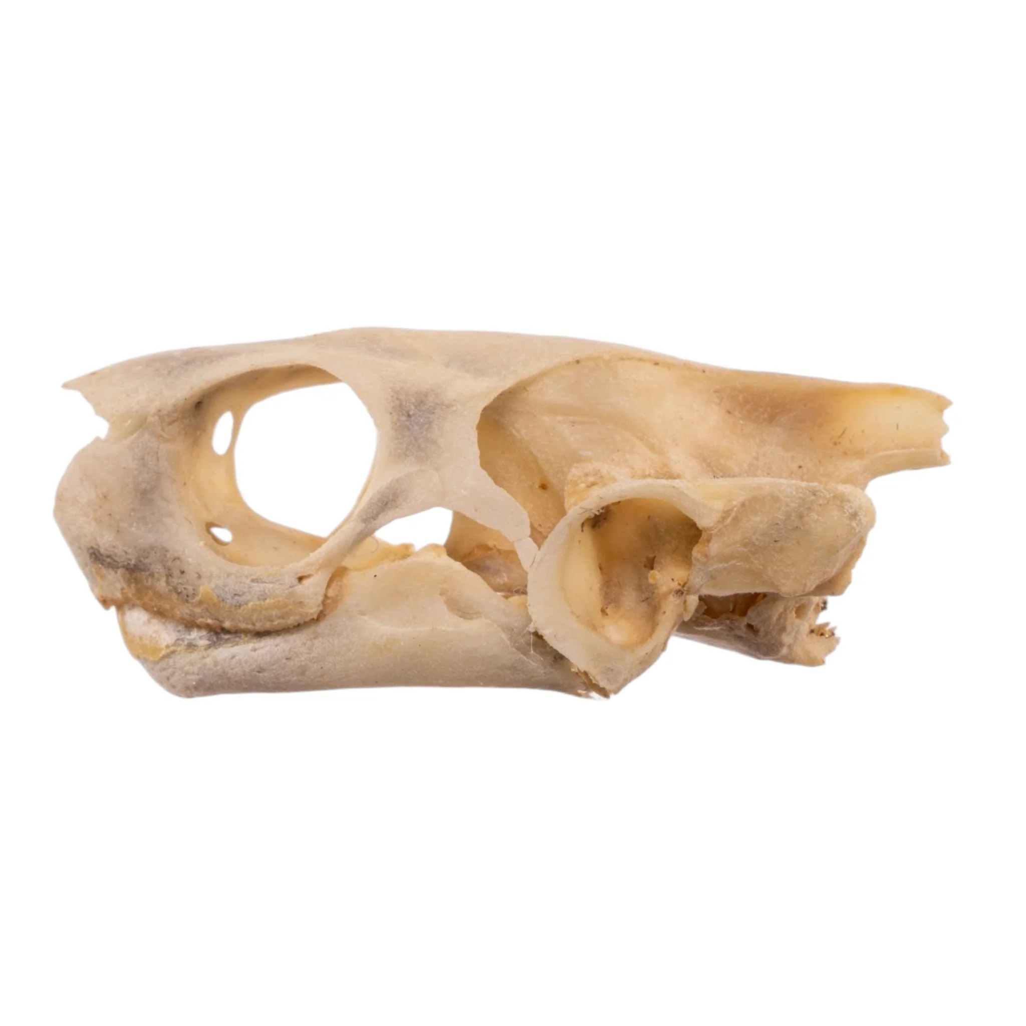 Real Spot-legged Wood Turtle Skull and Shell - Image 7