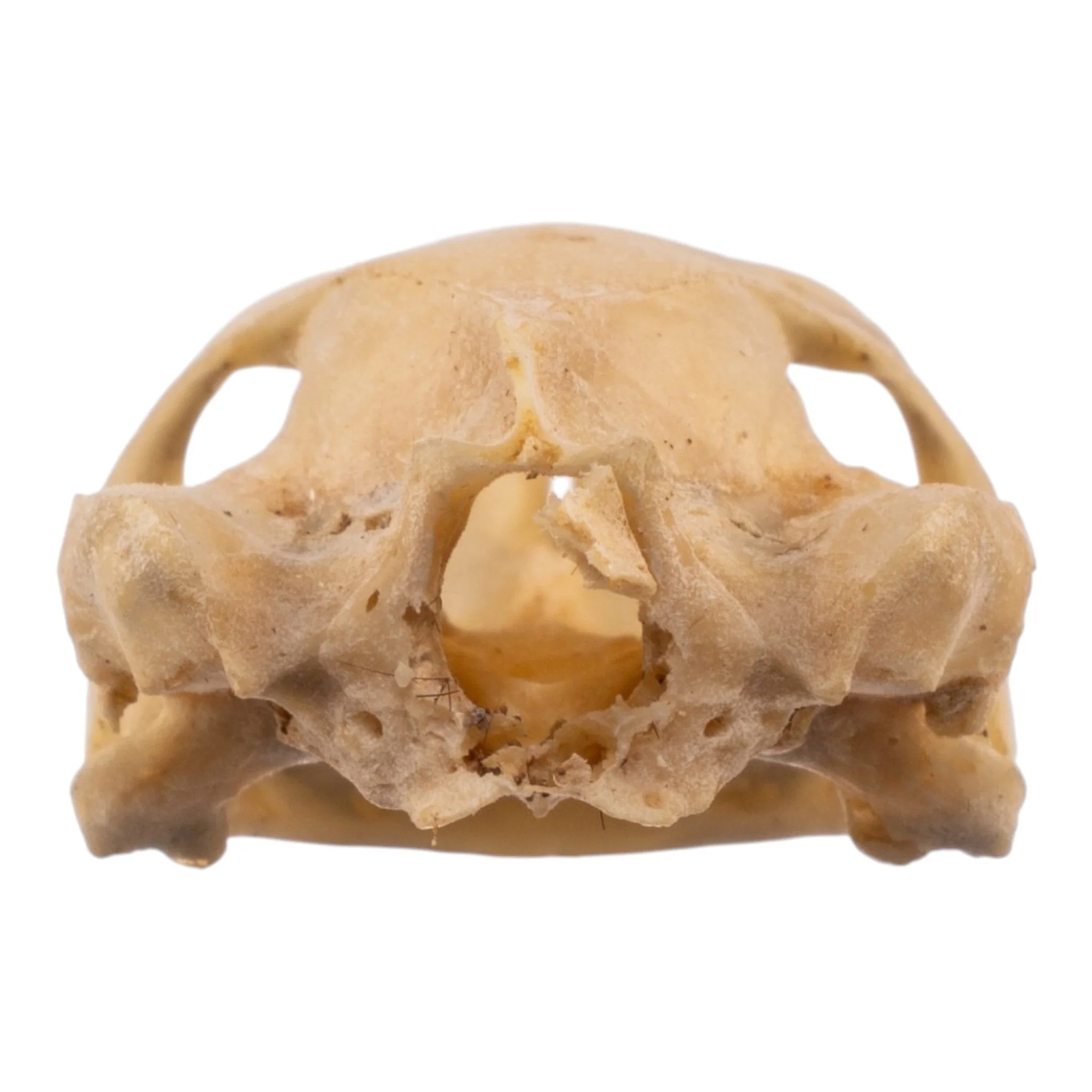 Real Spot-legged Wood Turtle Skull and Shell - Image 8