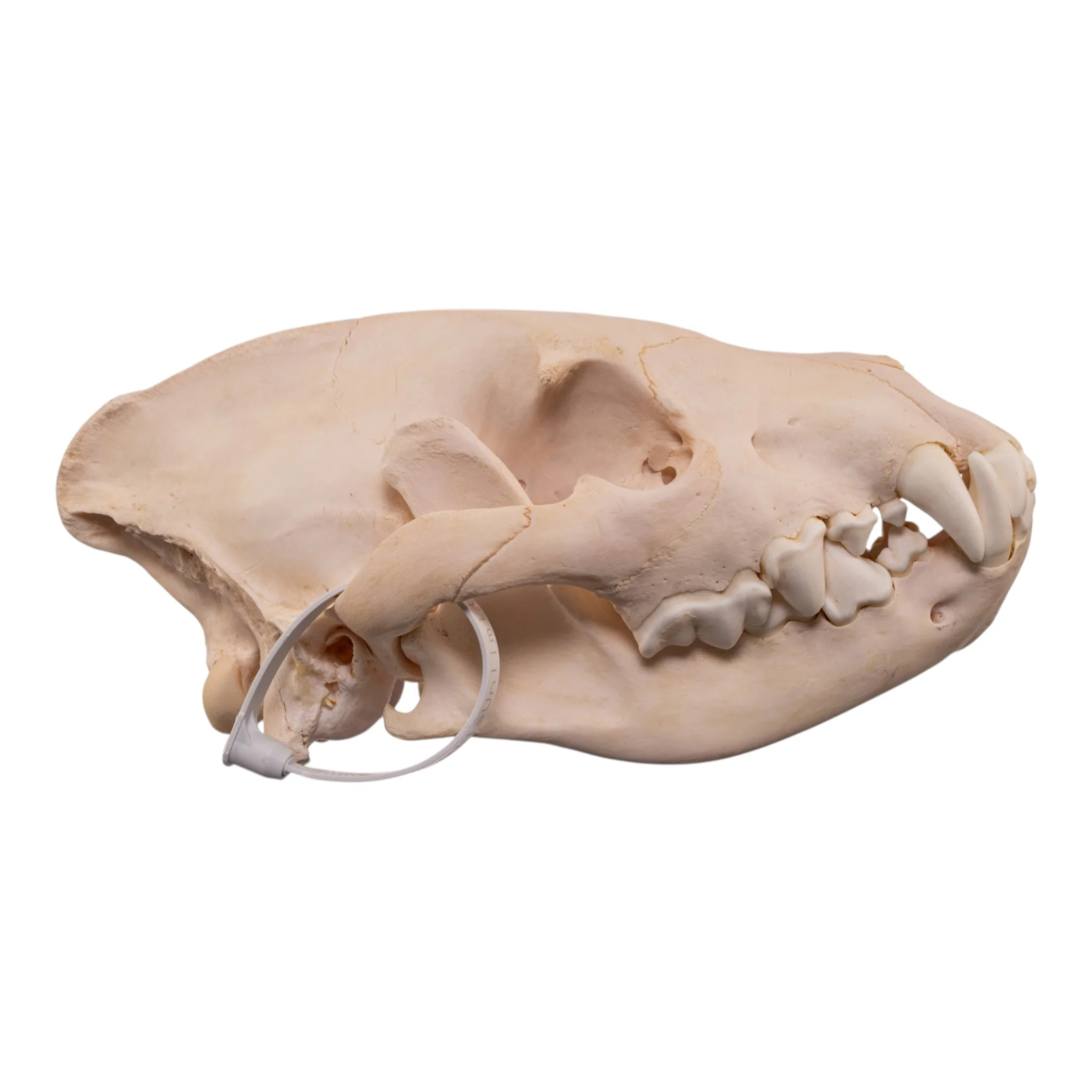 Real Spotted Hyena Skull - Image 2