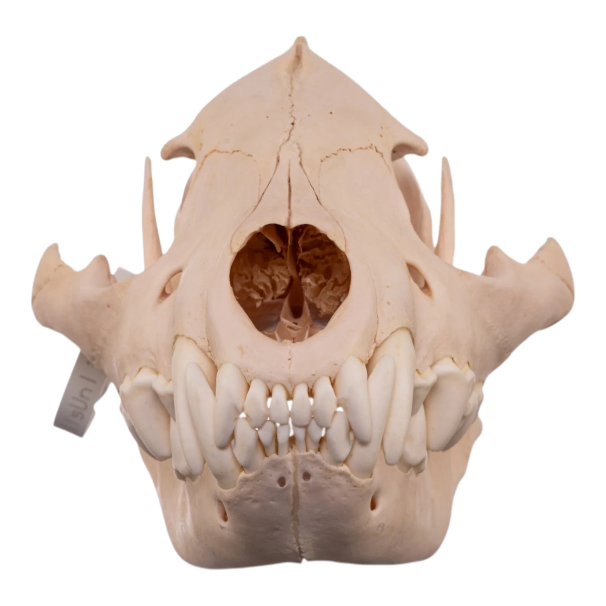 Real Spotted Hyena Skull - Image 3