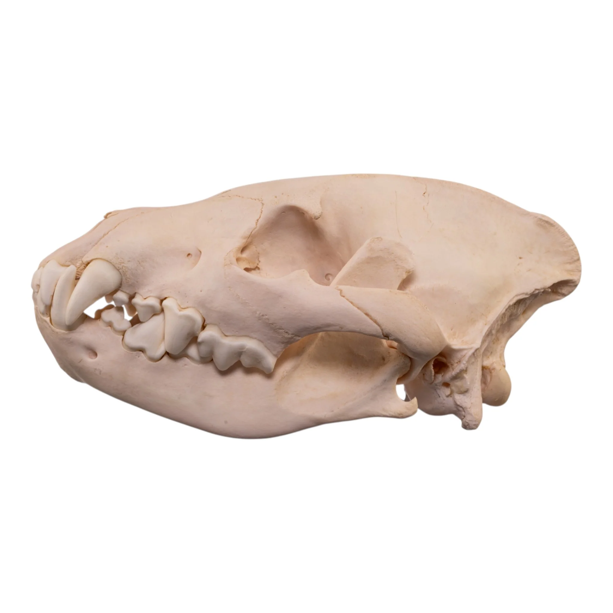 Real Spotted Hyena Skull - Image 4