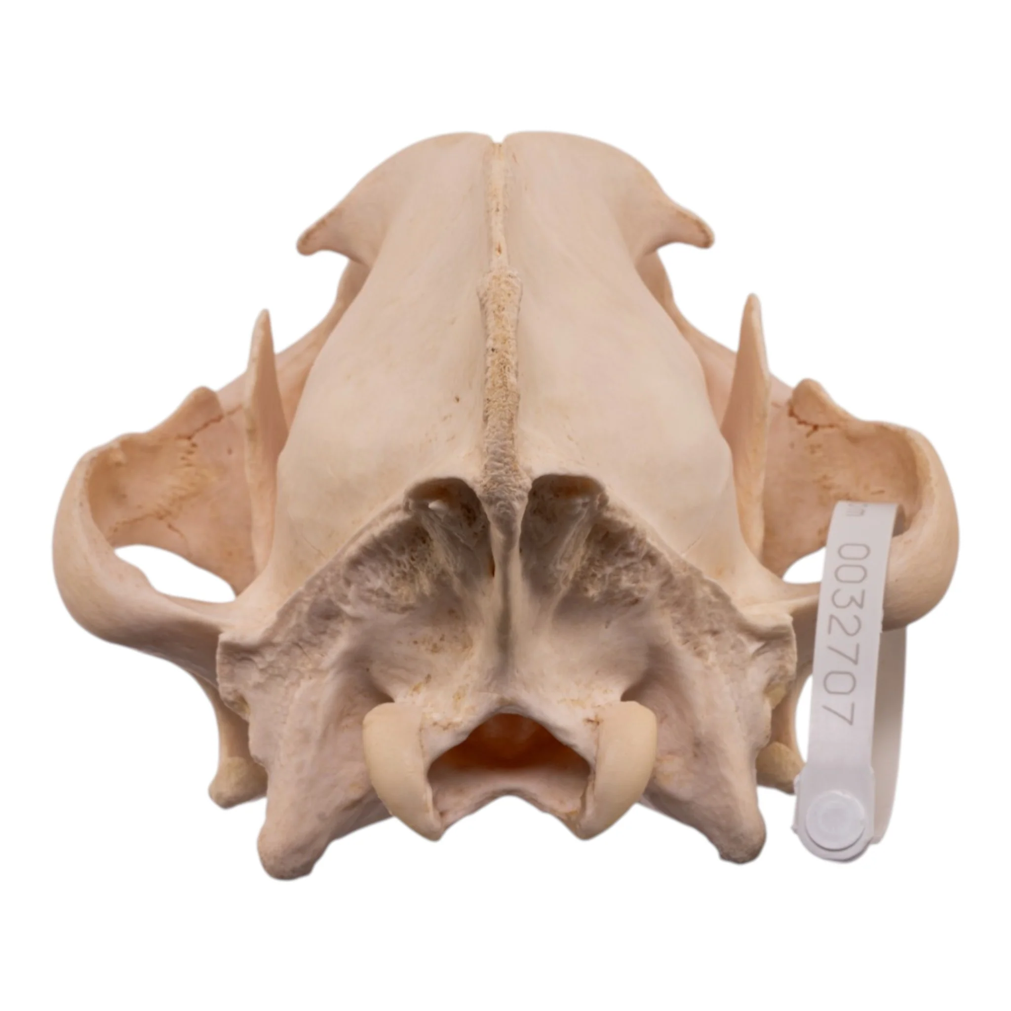 Real Spotted Hyena Skull - Image 5