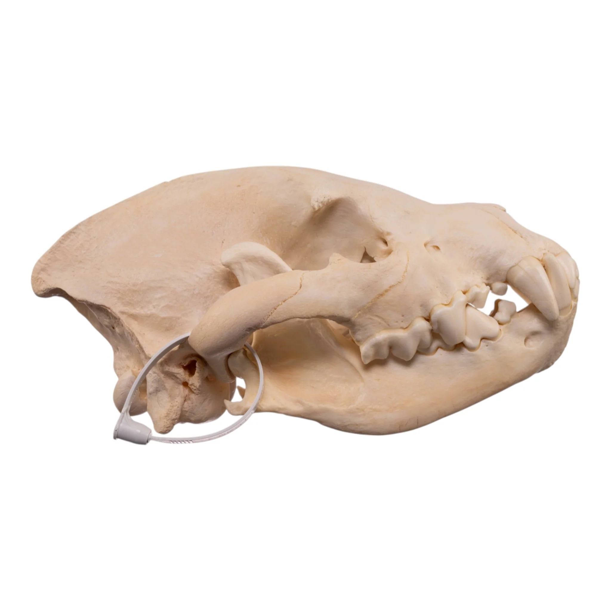 Real Spotted Hyena Skull - Image 2