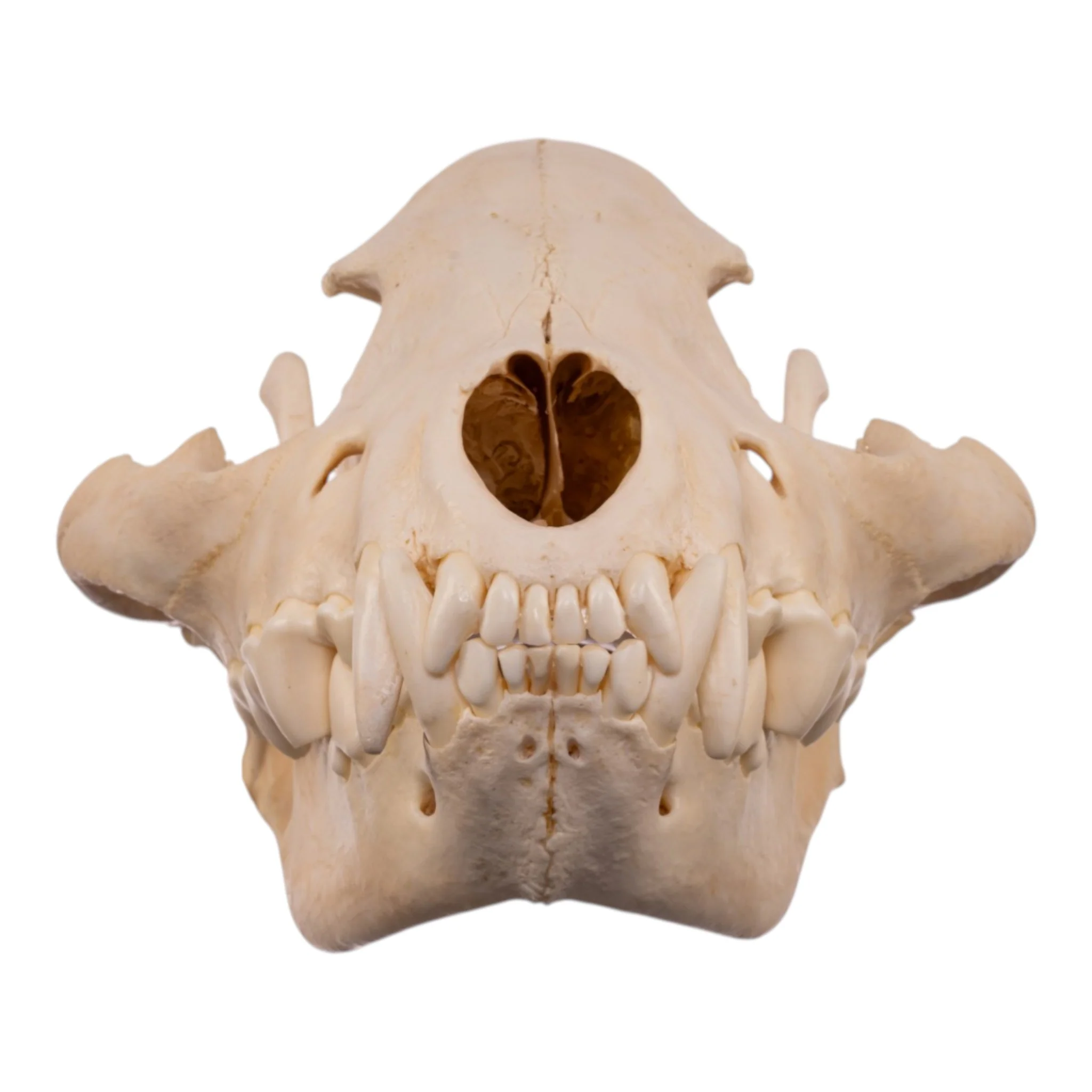 Real Spotted Hyena Skull - Image 3