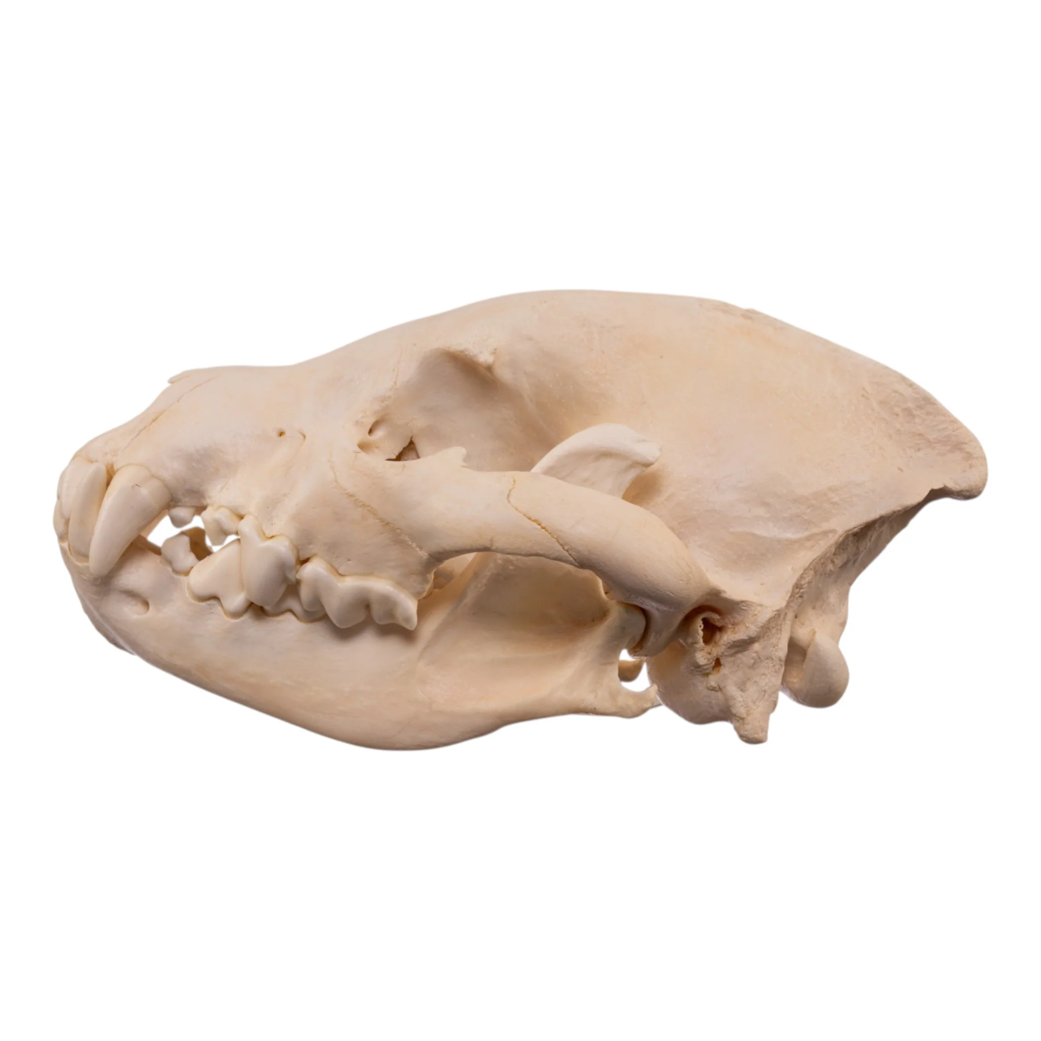Real Spotted Hyena Skull - Image 4