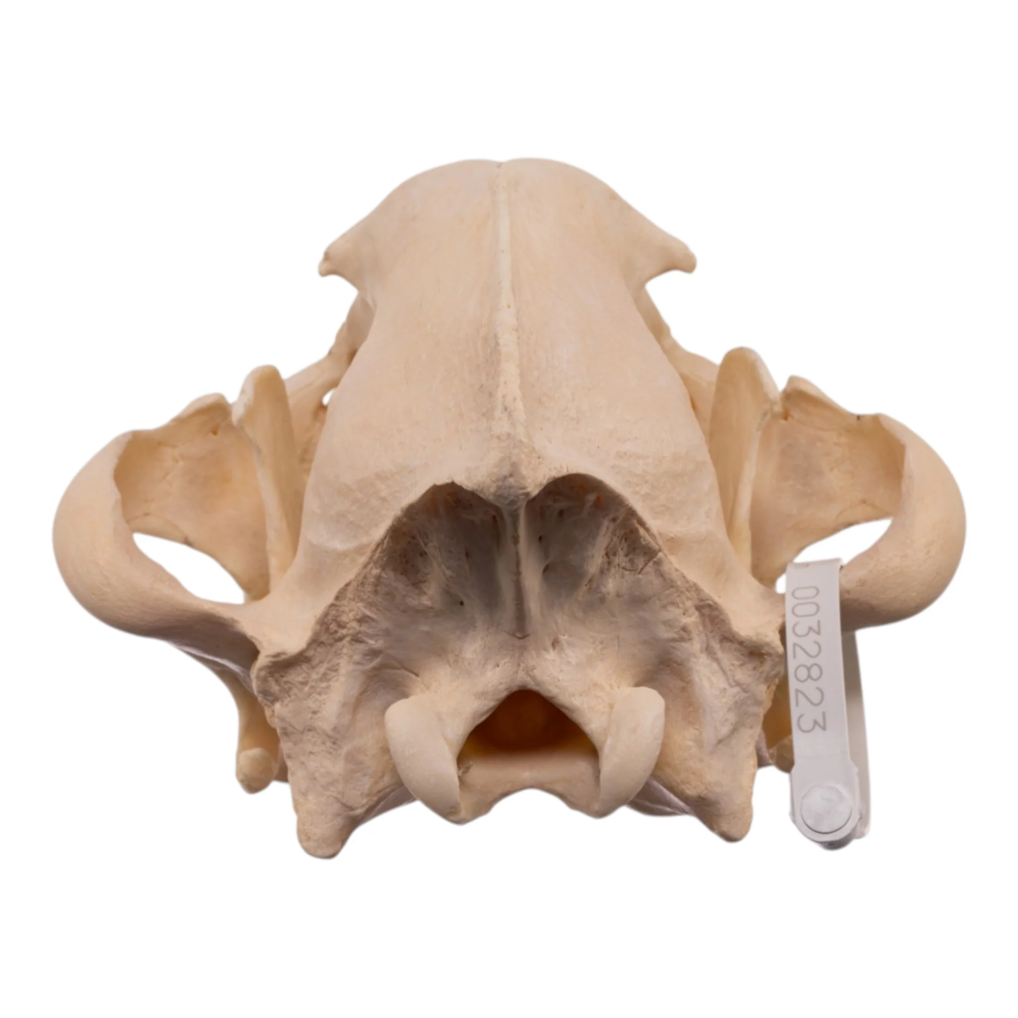 Real Spotted Hyena Skull - Image 5